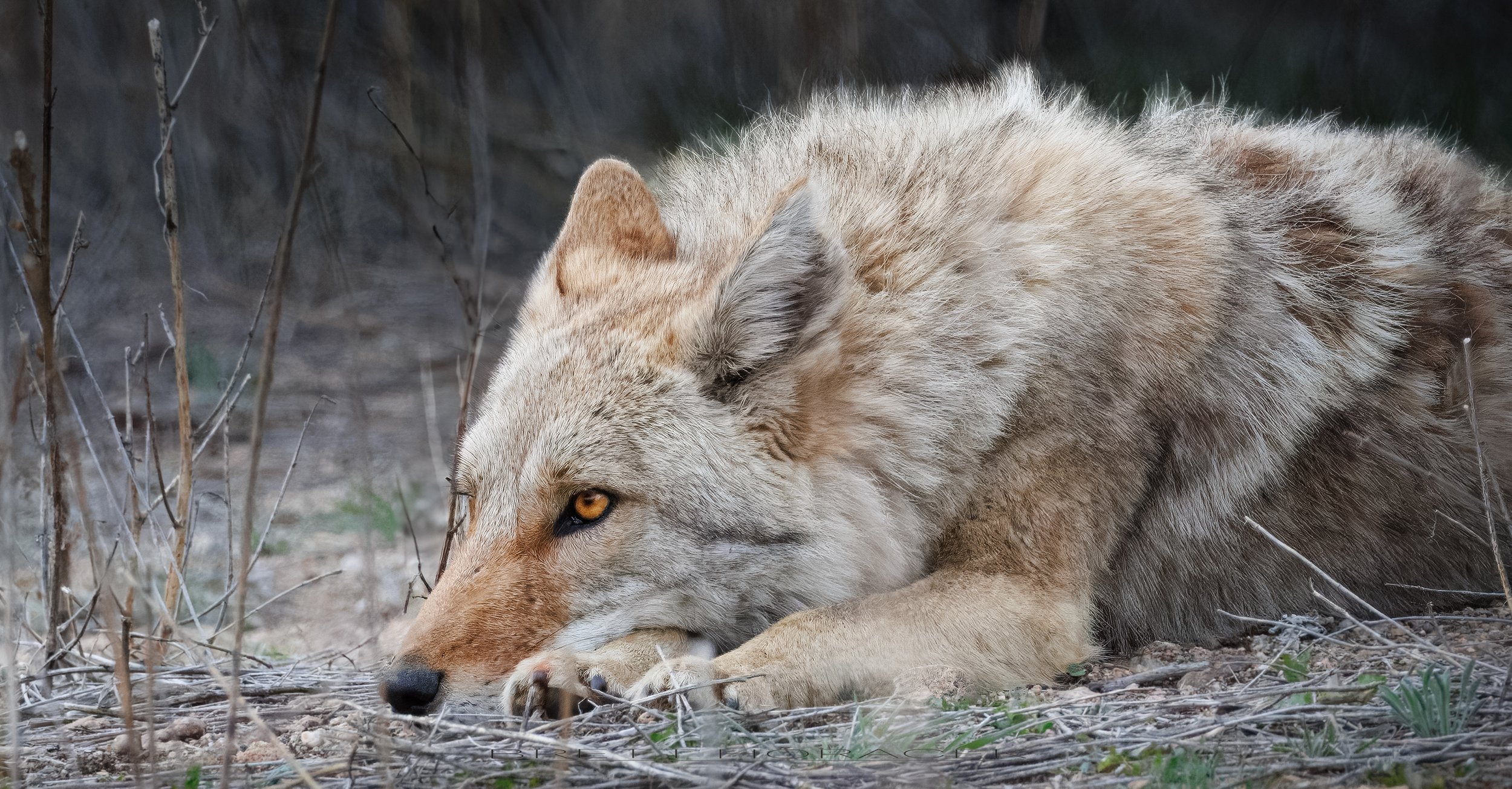 Coyote's Contemplation