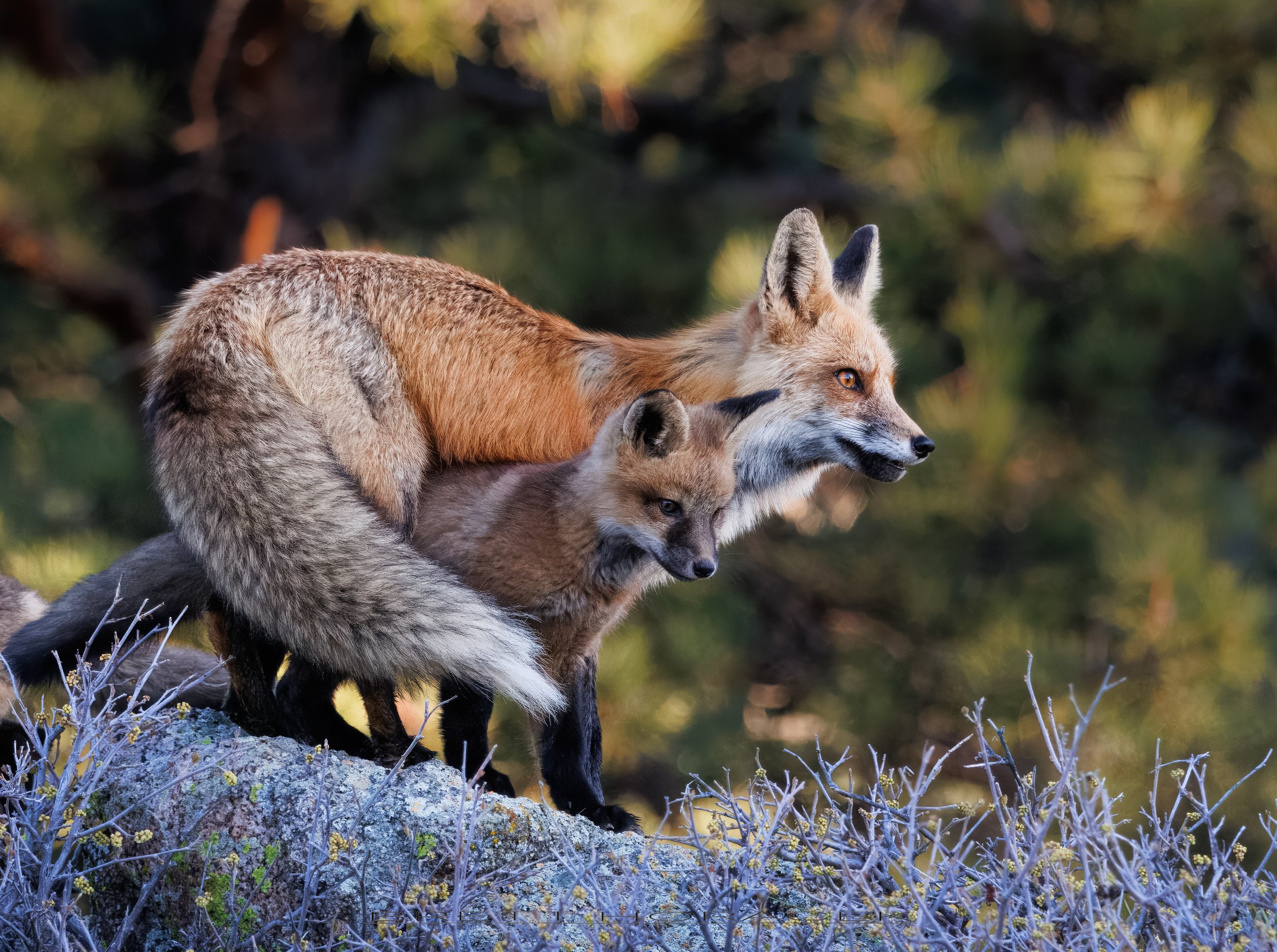 Mother's Protection