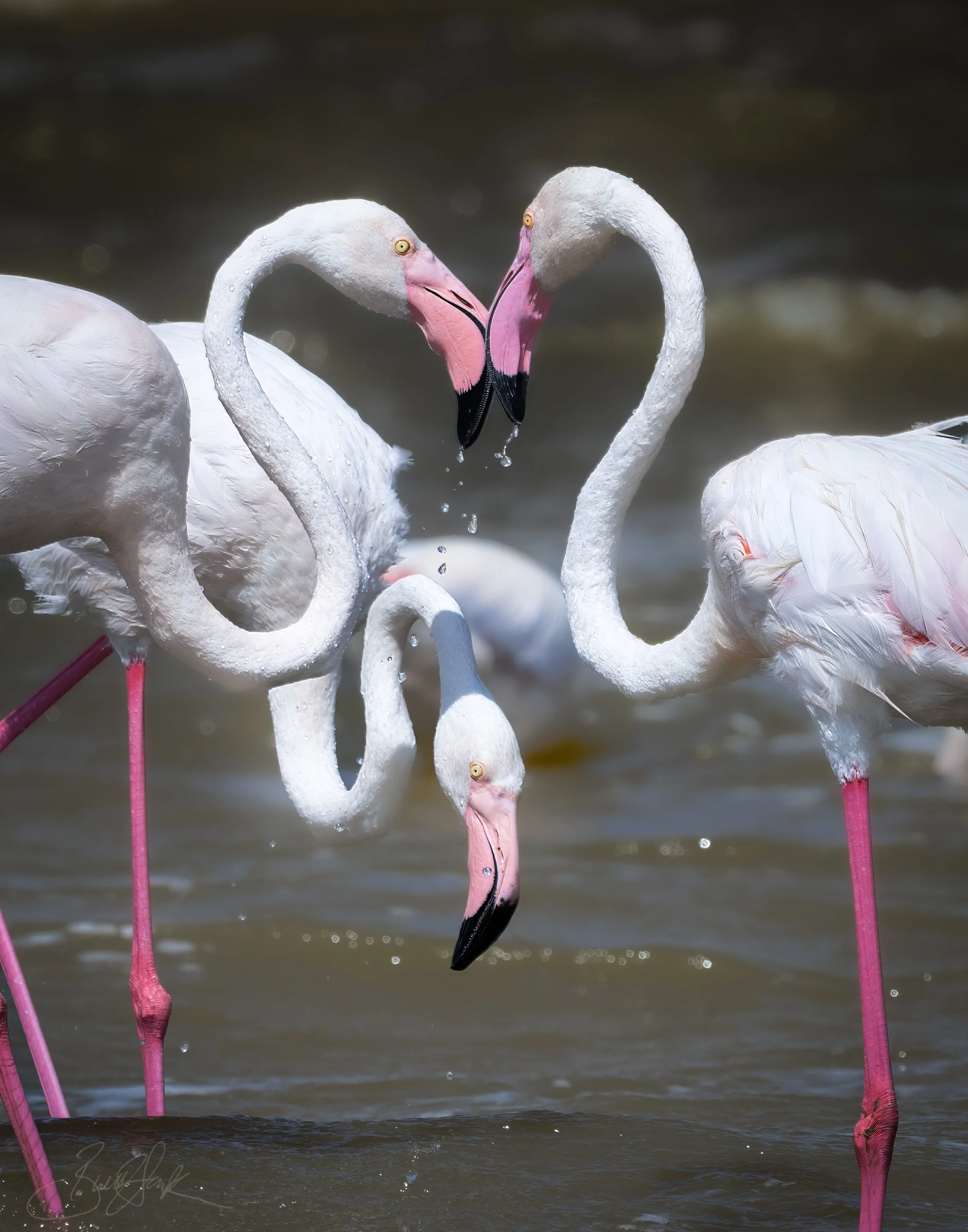 Flamingos Ngorongoro 1-.jpg