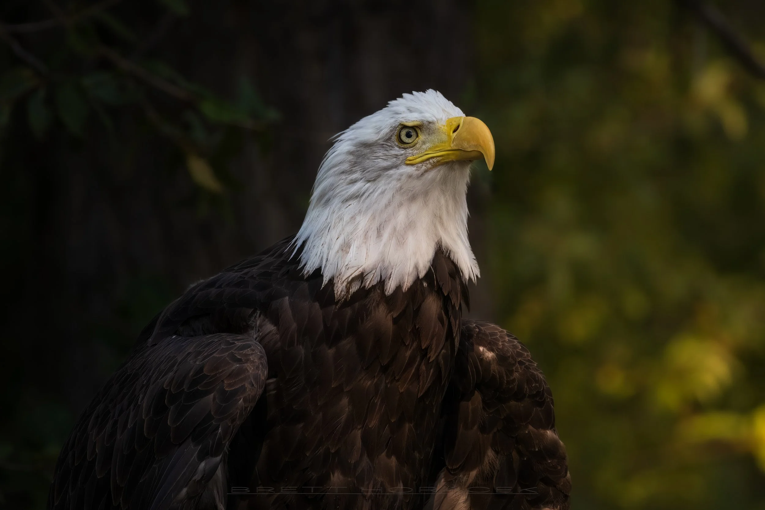 Freedom's Gaze