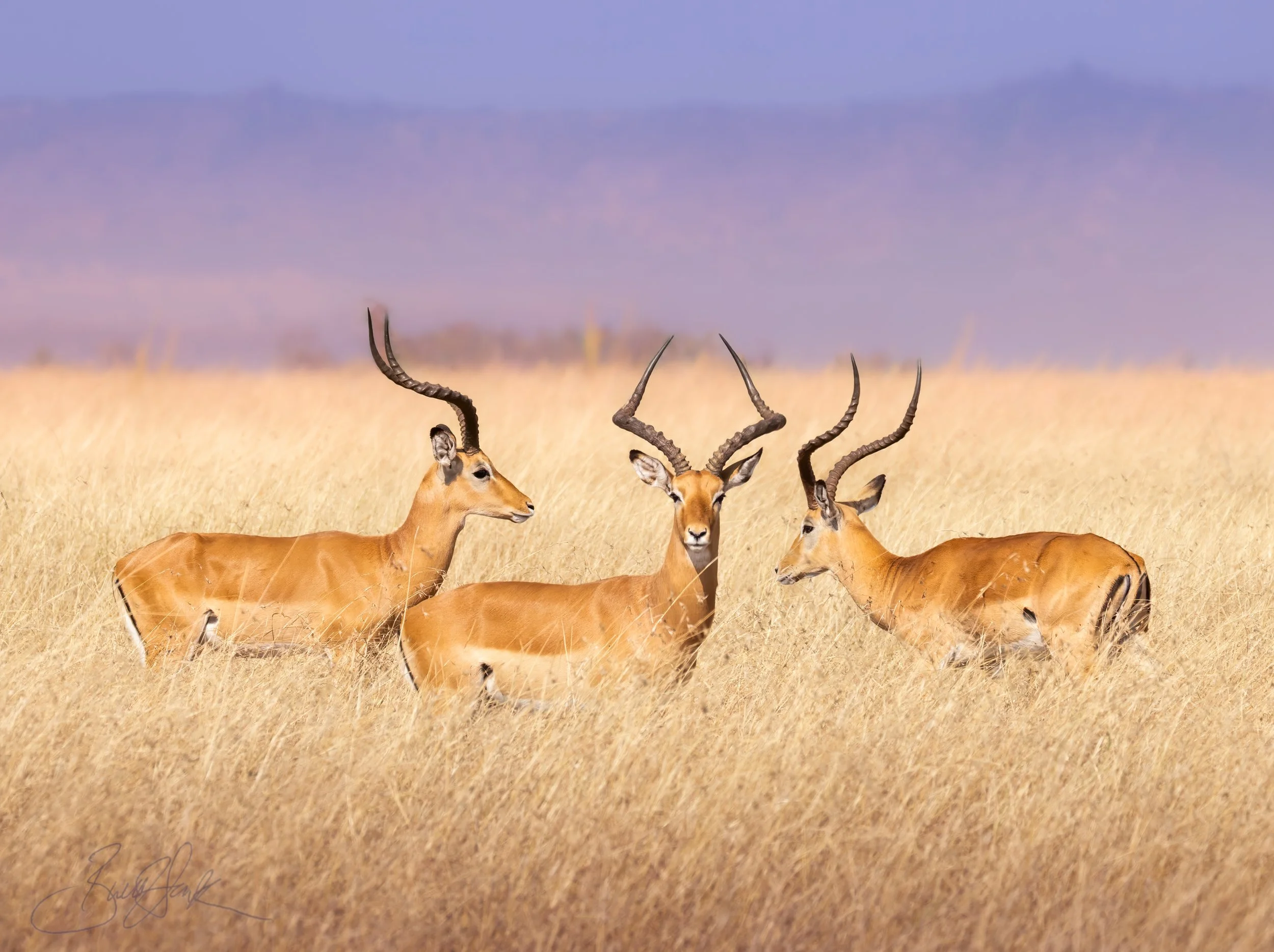 Male Impalas1-.jpg
