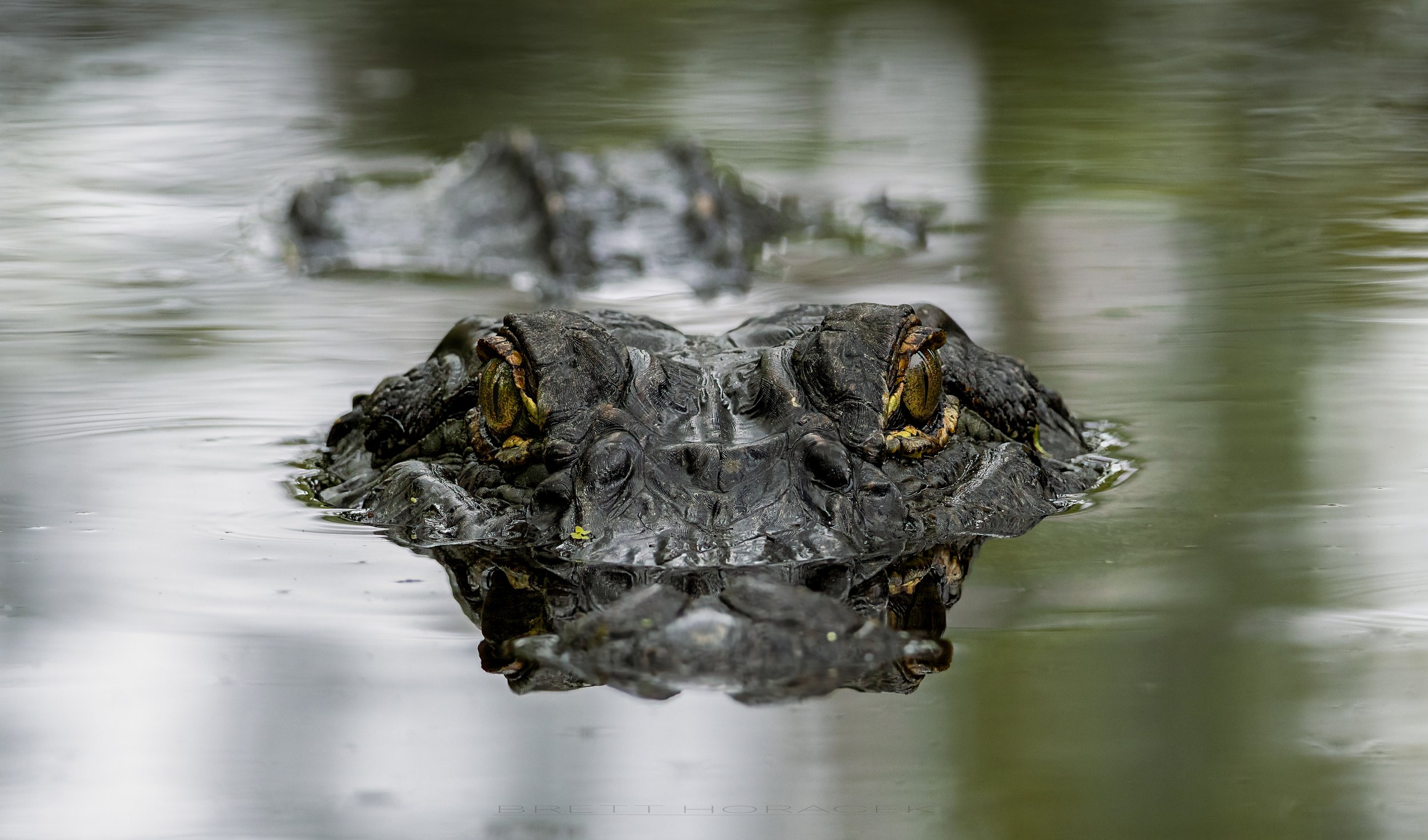 Gator Gaze