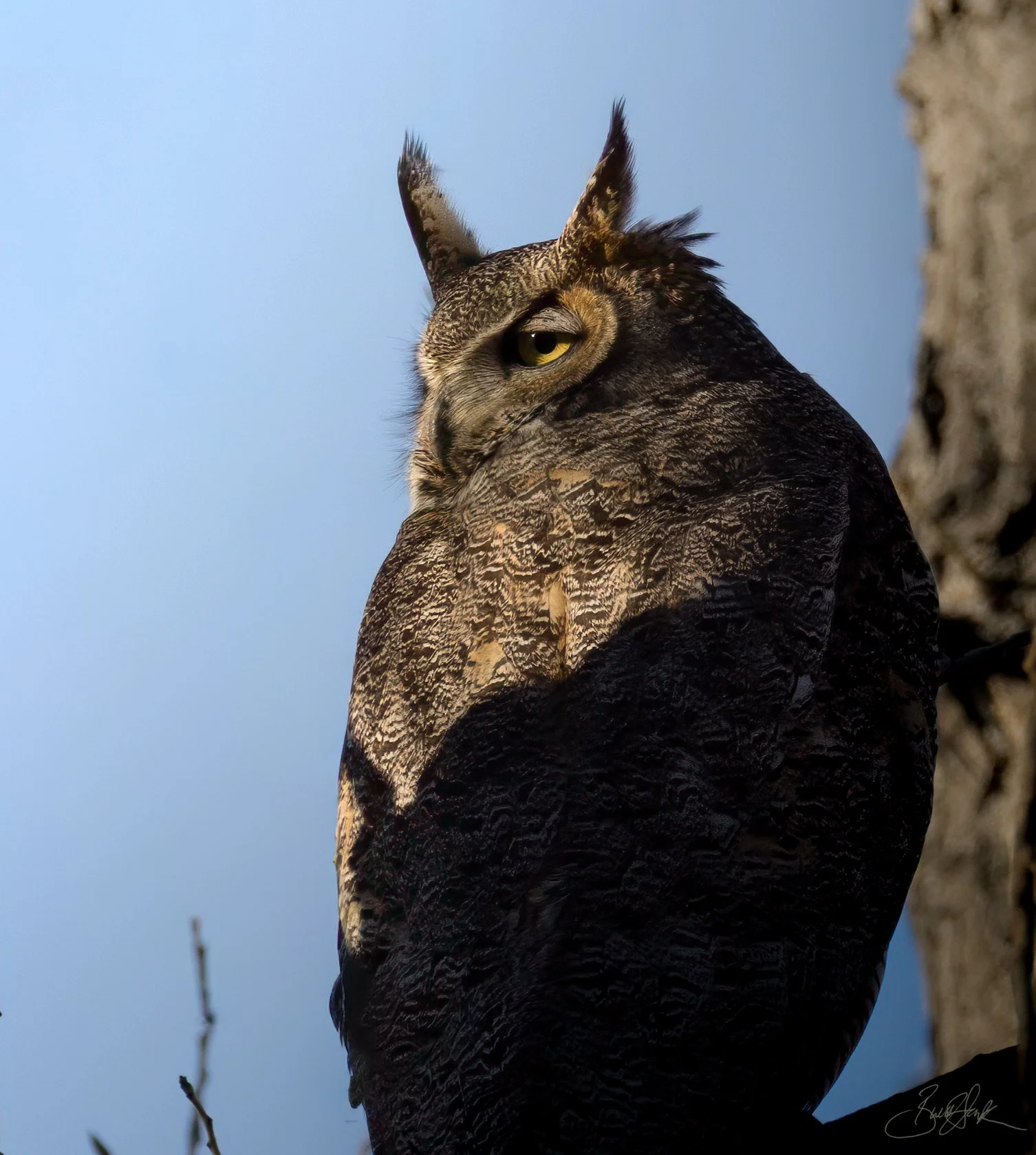 Big Horned Owl Sunset
