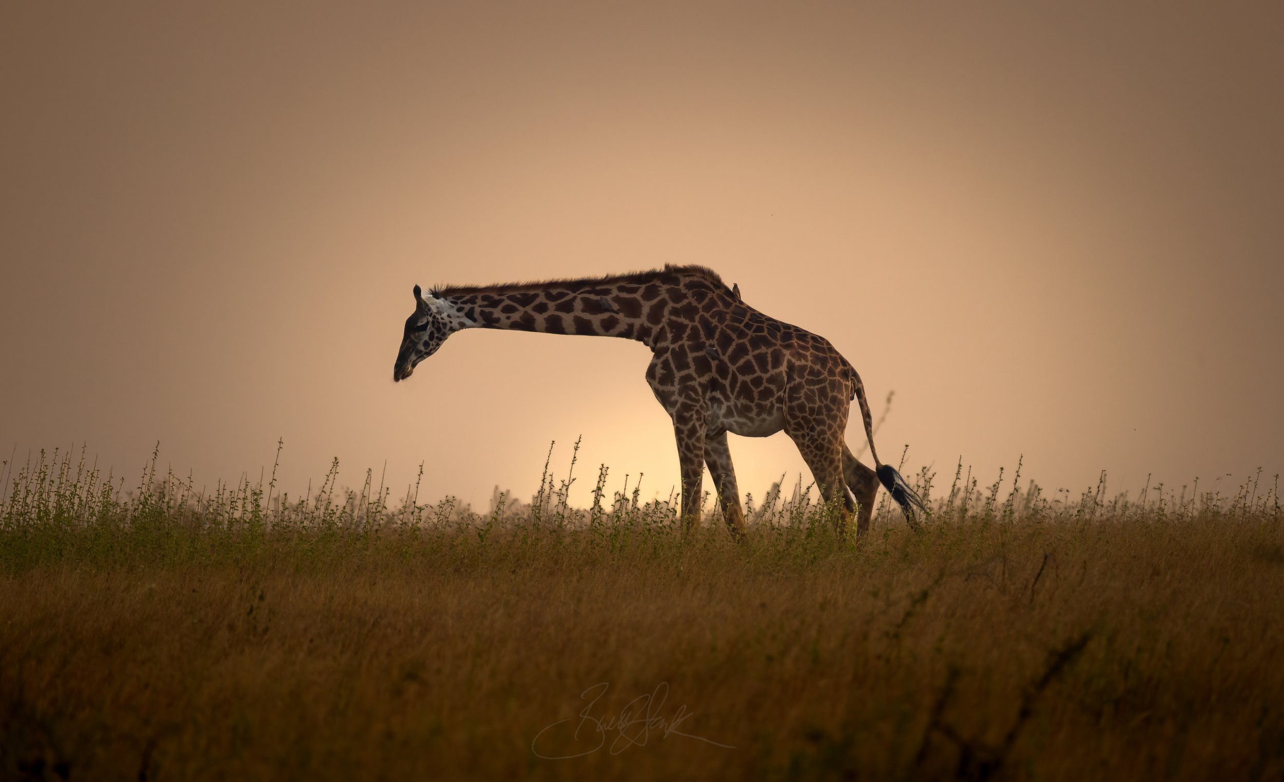 GiraffeSunset-.jpg