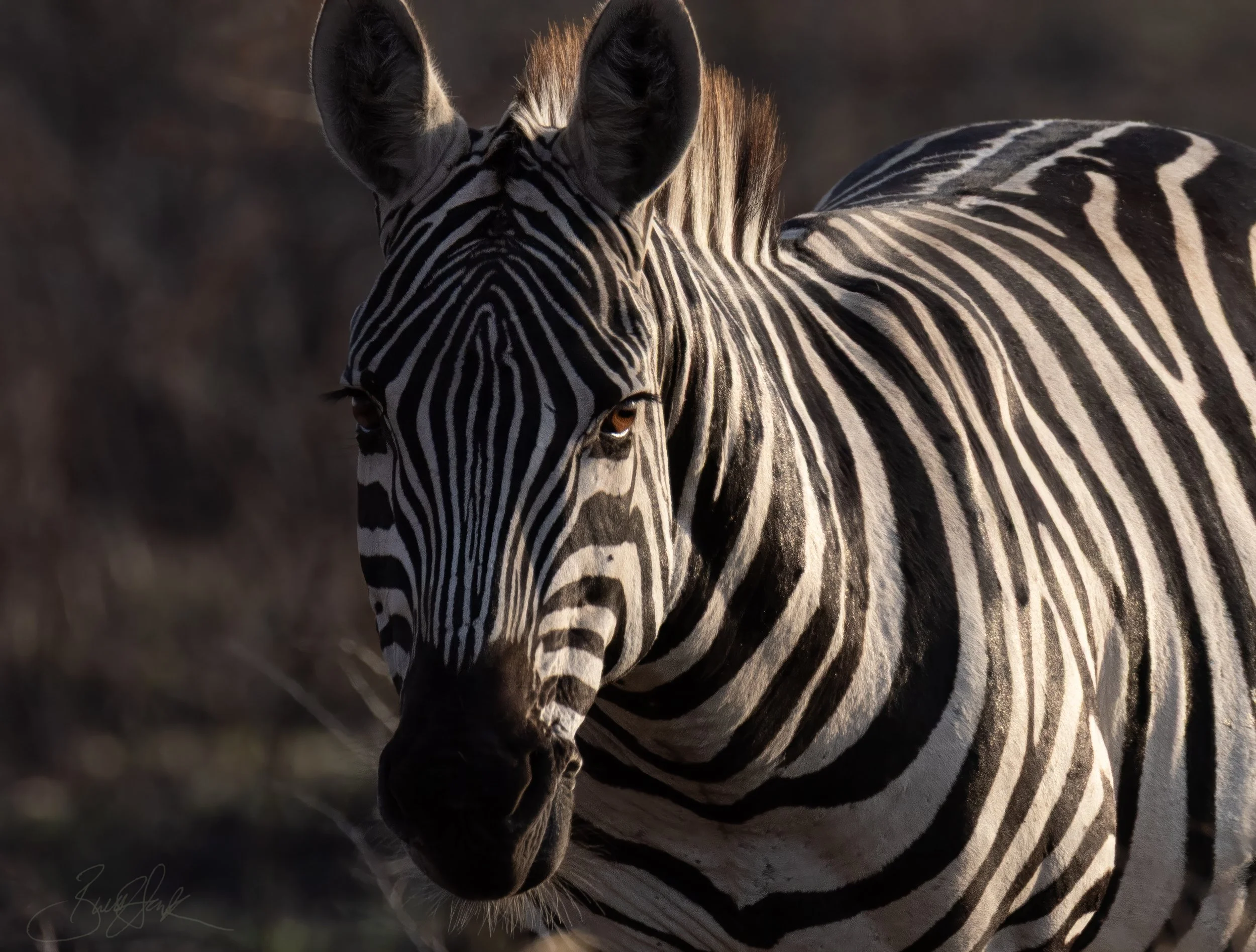 Azita's Zebra-.jpg