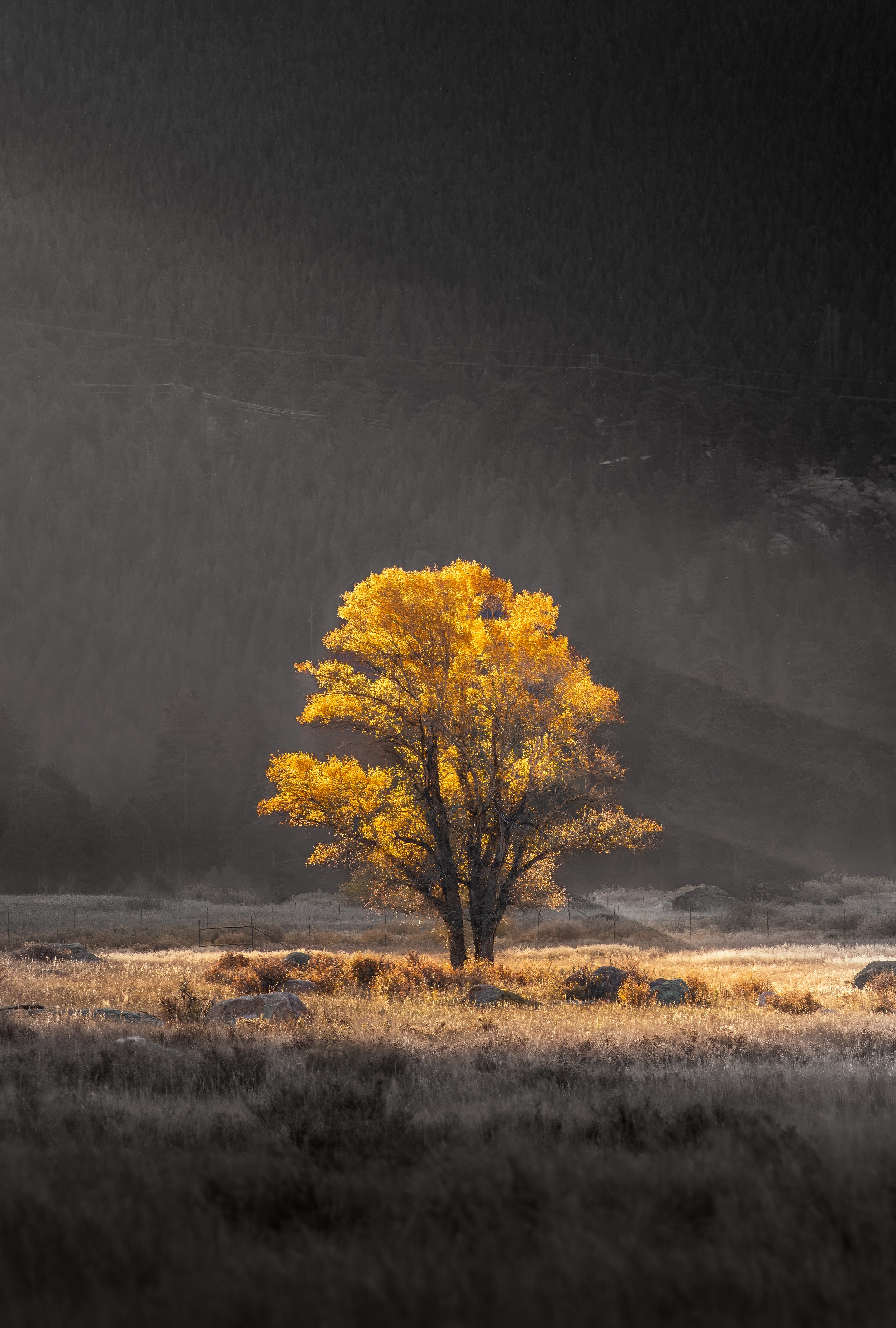 Solo Aspen Glow