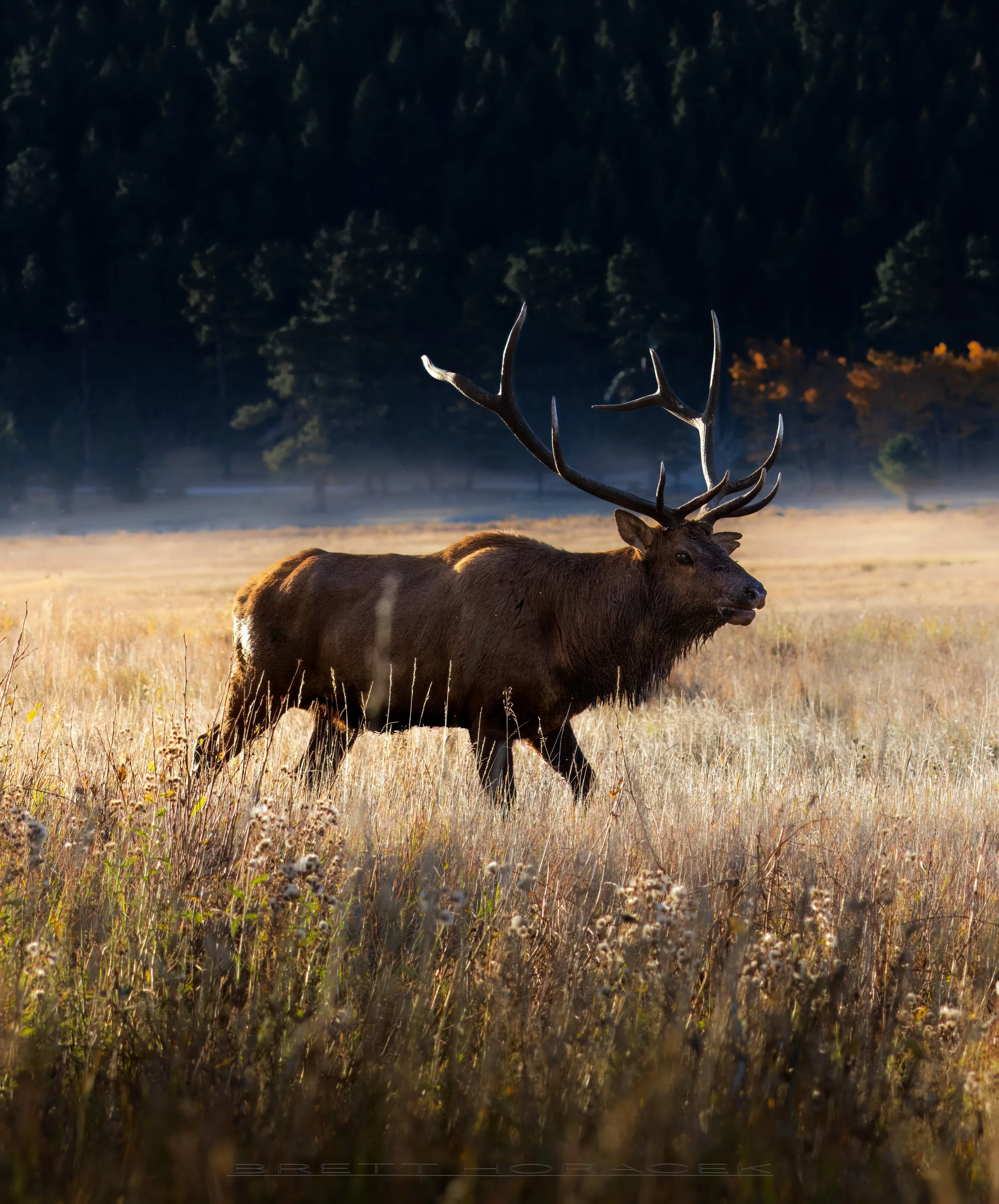 Elk Elegance