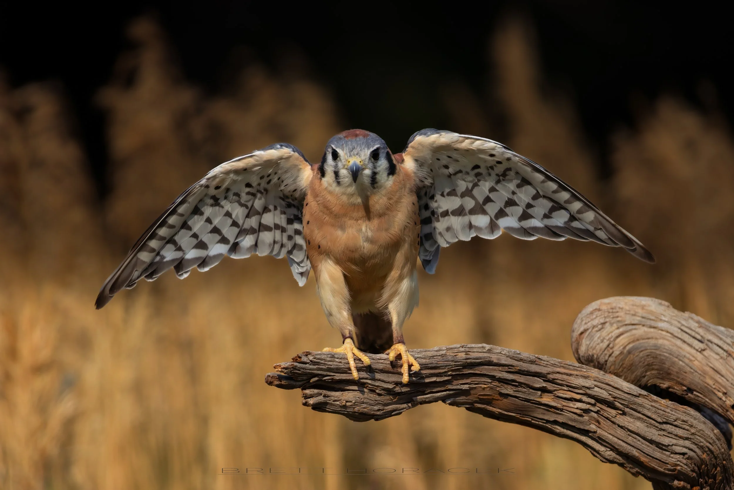 Kestrel Colors