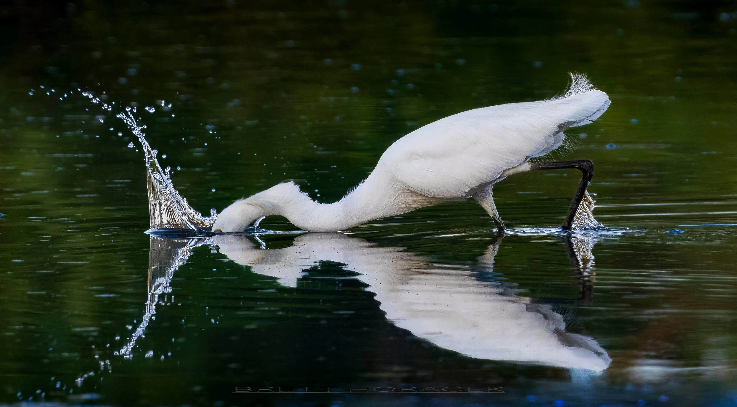 Exacting Egret