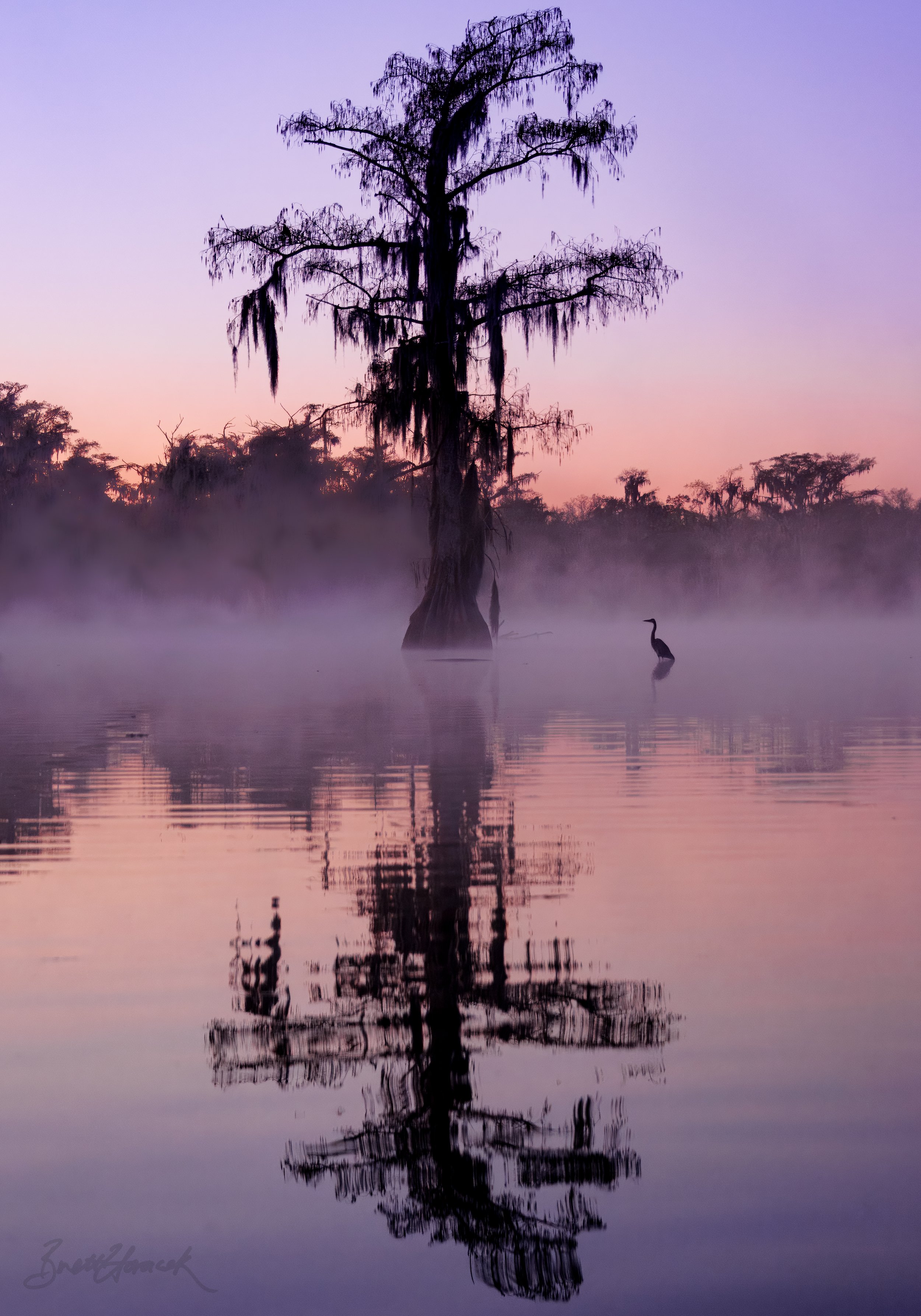 The Cypress and the Heron