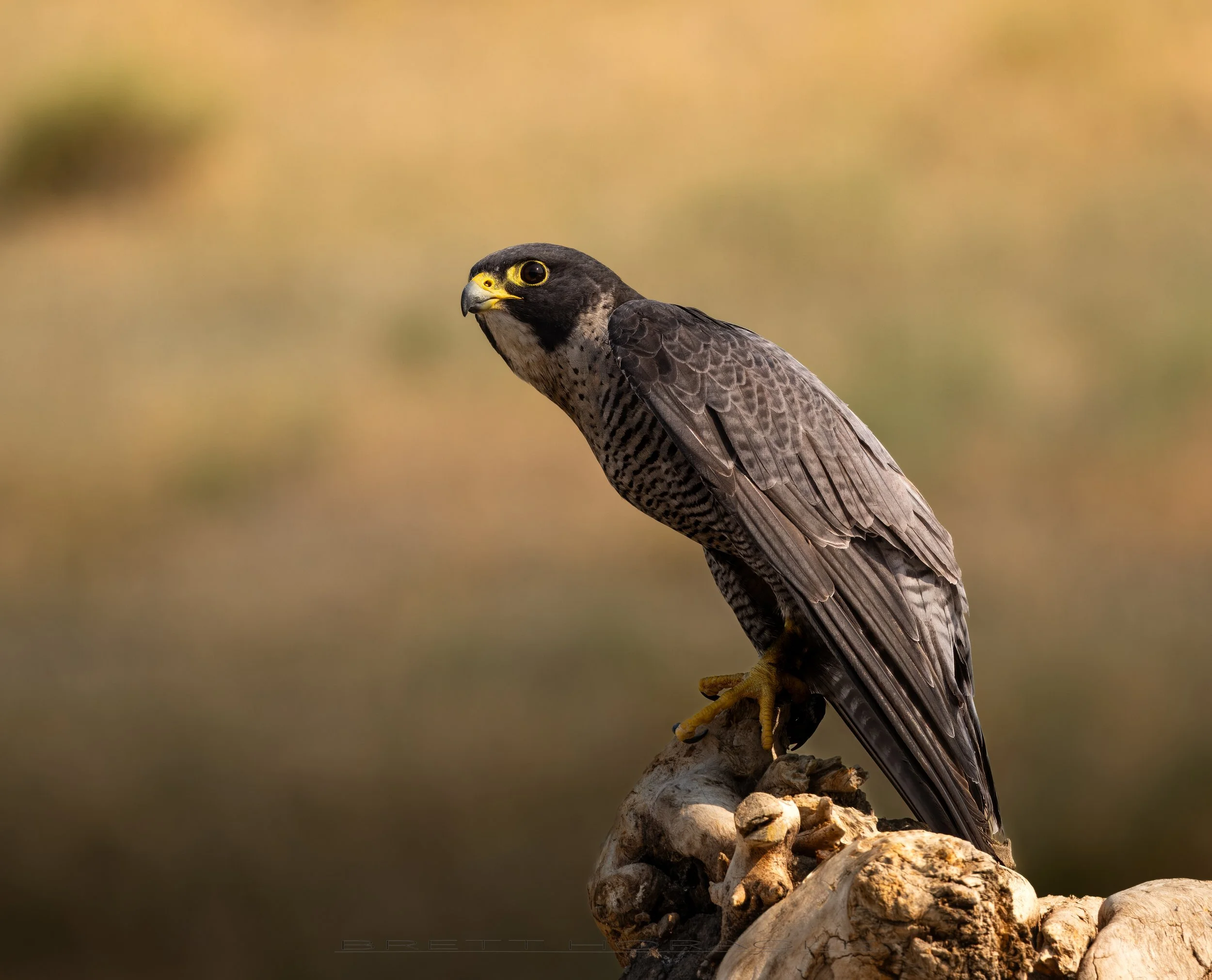 Peregrine Perched