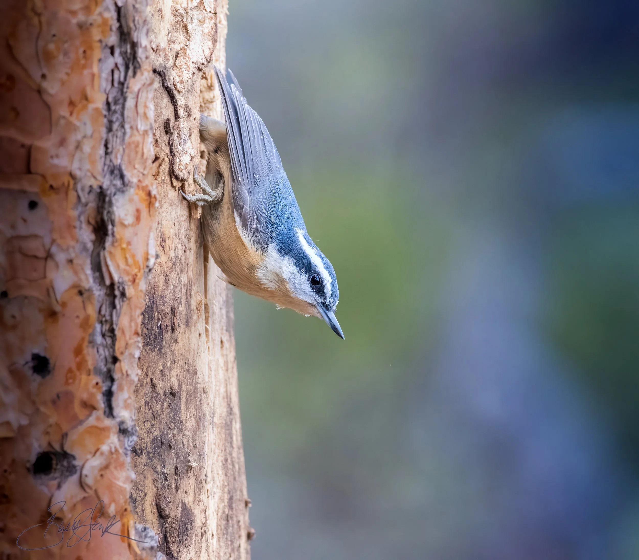 Red-Breasted Nuthatch