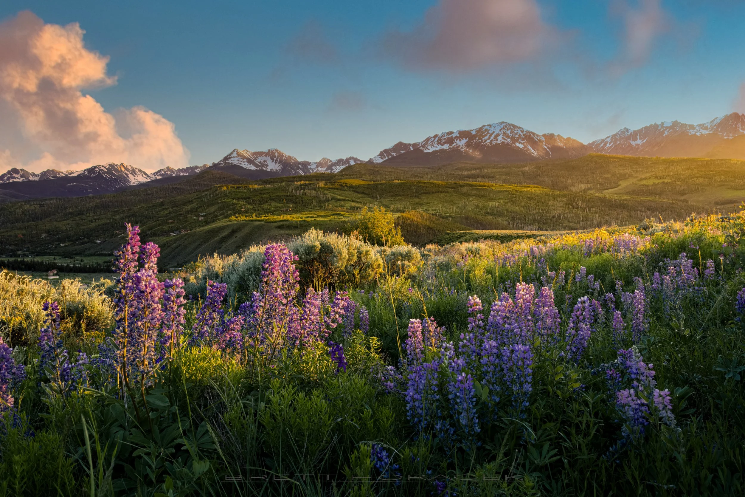 Lupine View