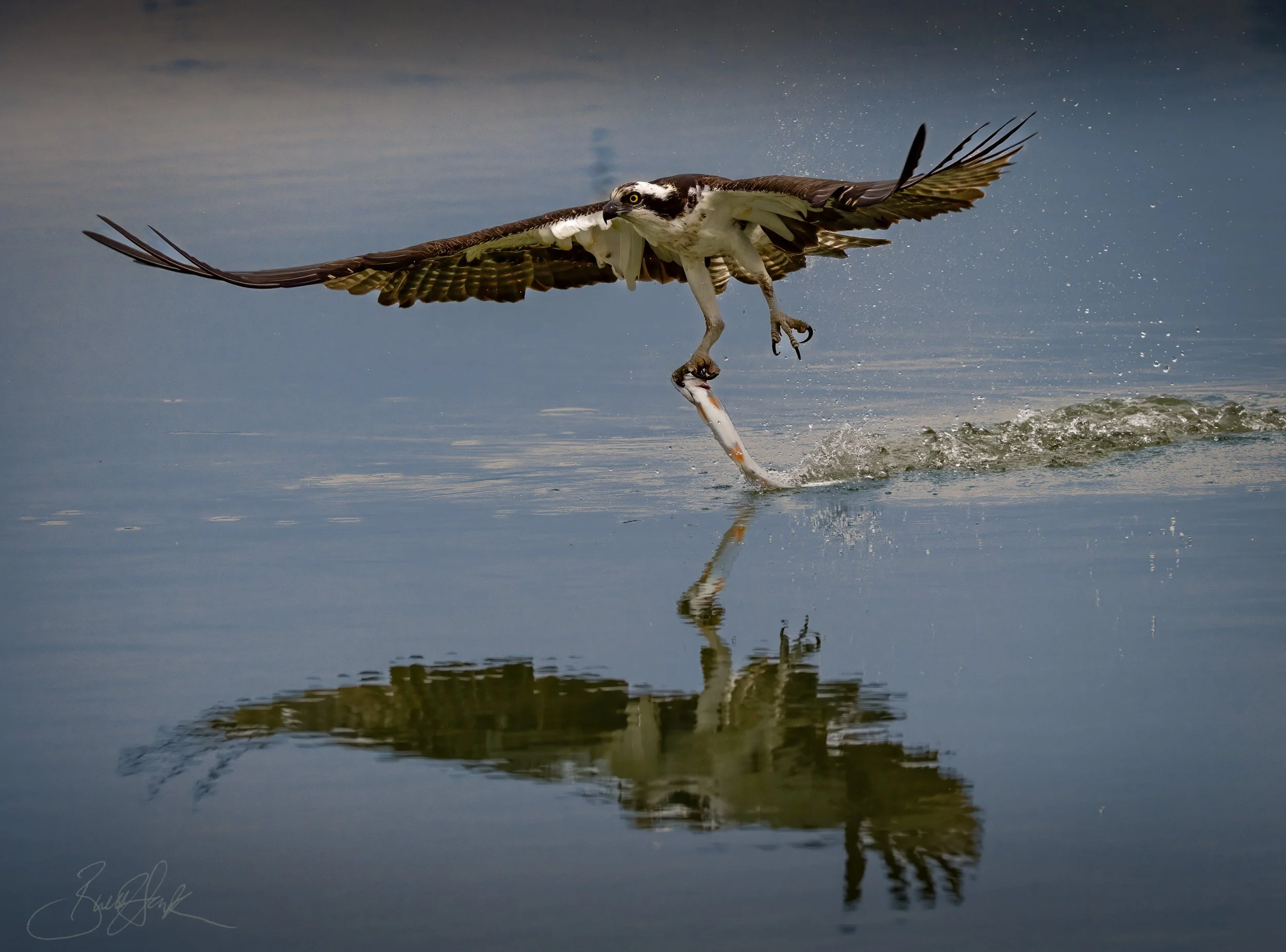 Osprey surfing for Fish