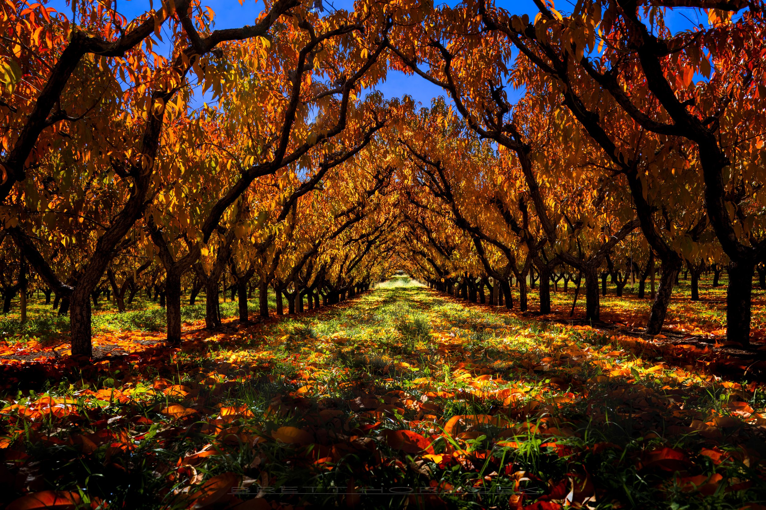 Palisade Peach Orchard Fall