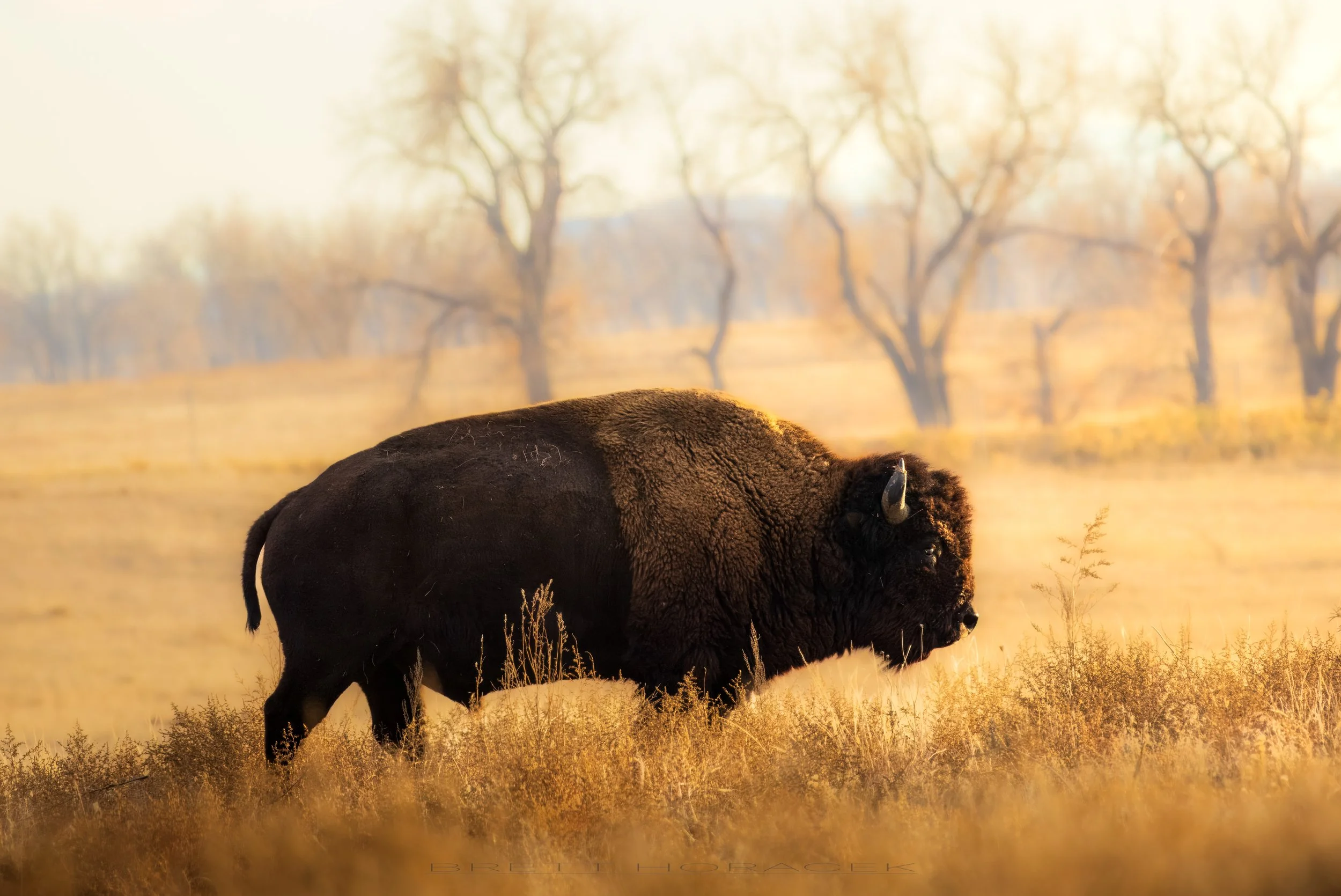 Buffalo Gold
