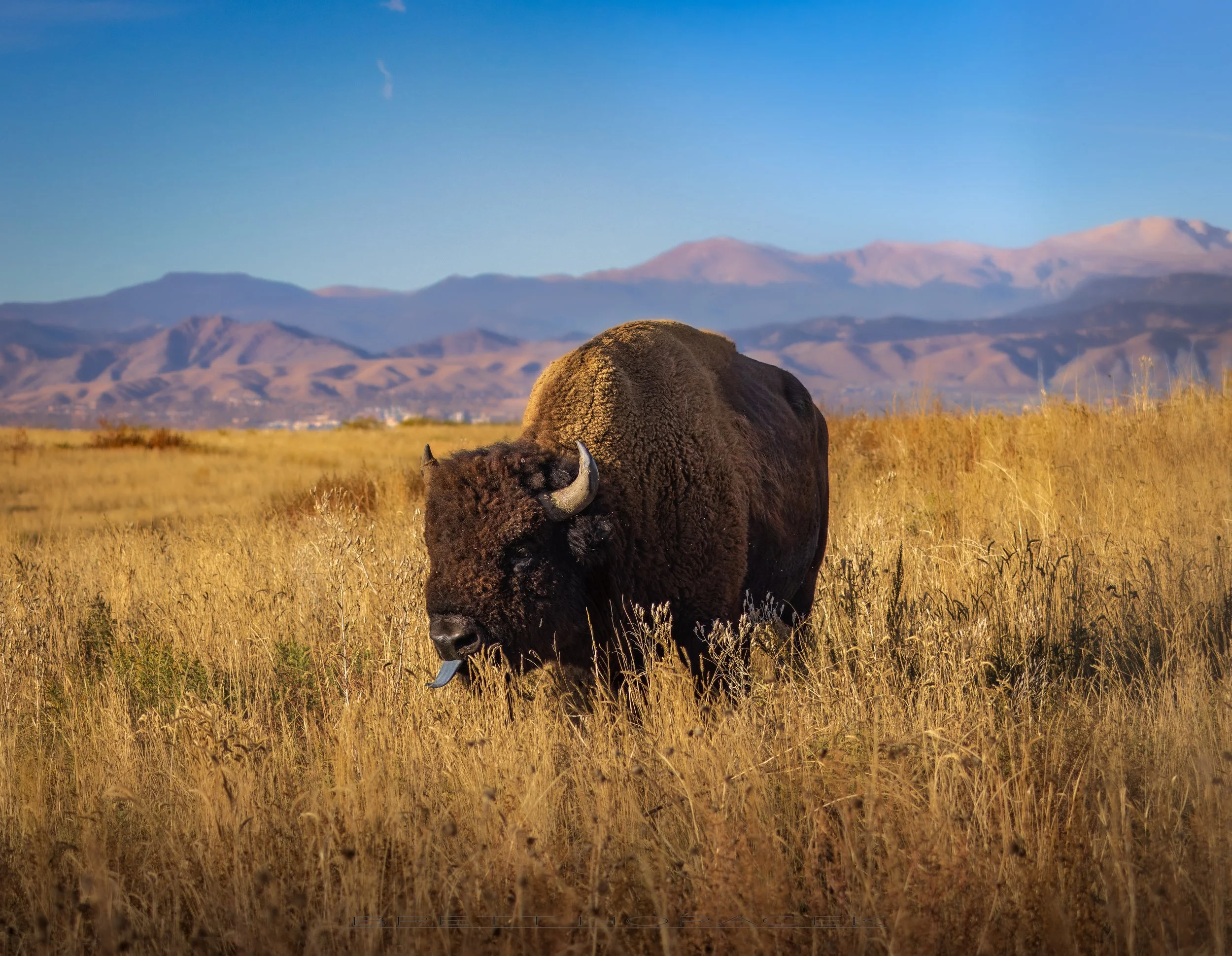 Bison1 (1 of 1).jpg