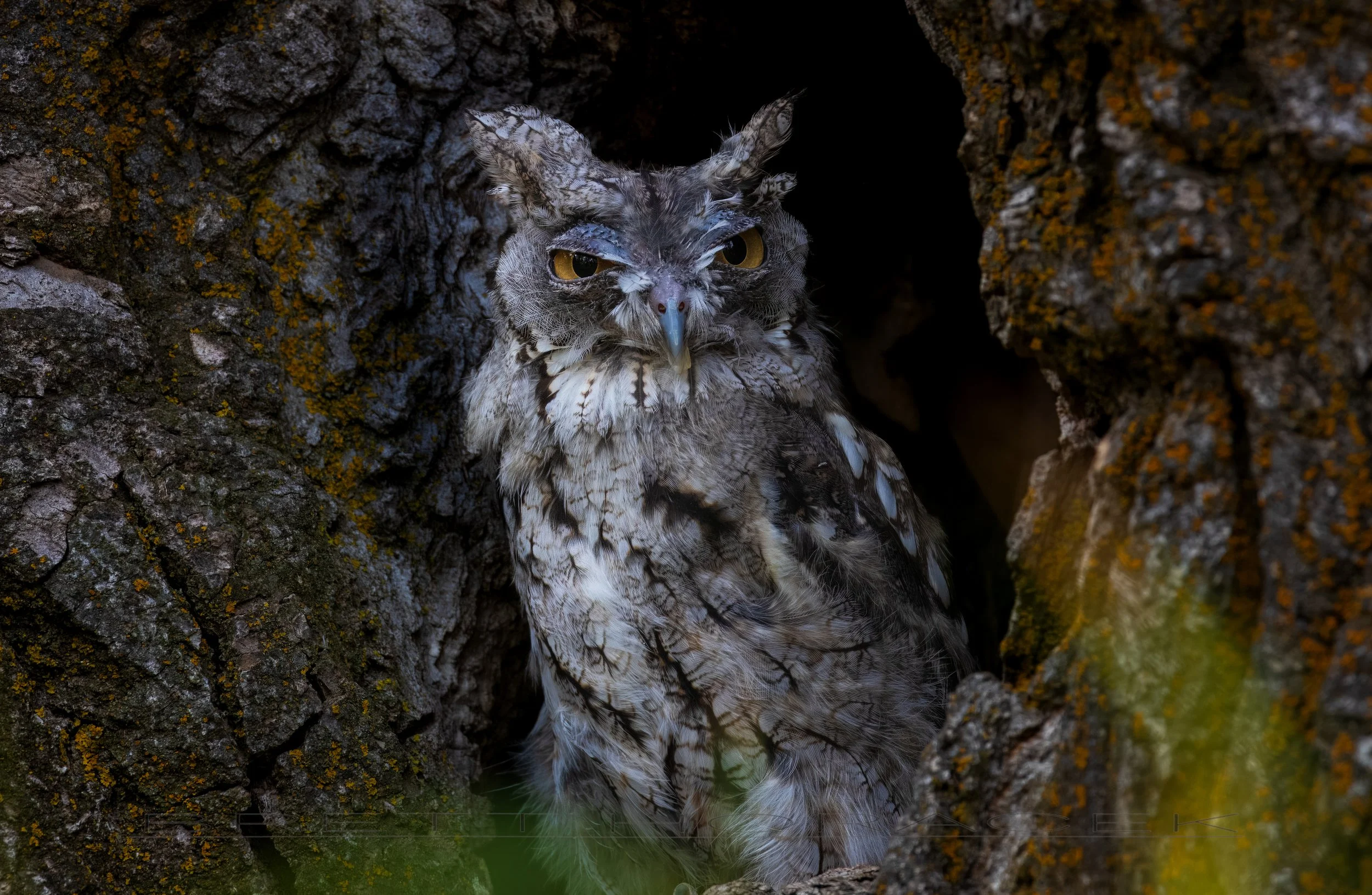Hoot and Hollow (Eastern Screech Owl)