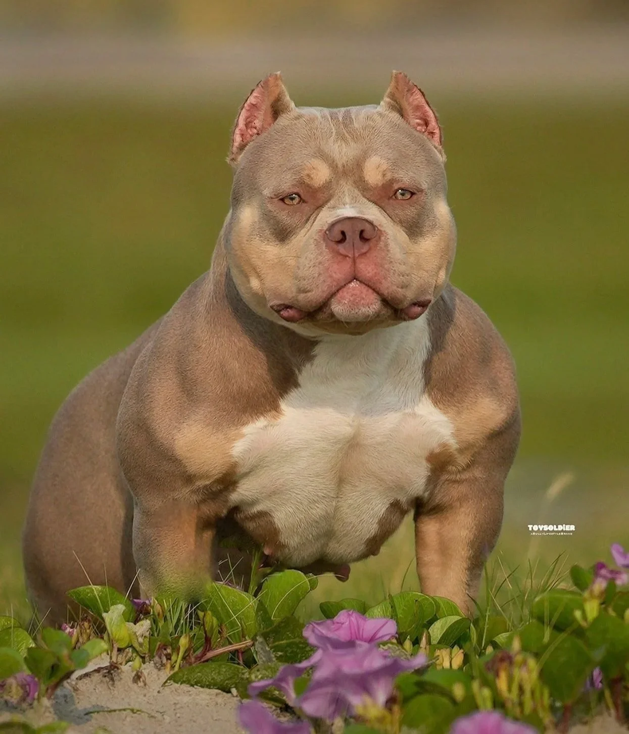 Golden+Ivy1+%282+Flame+Bullyz%29.jpg