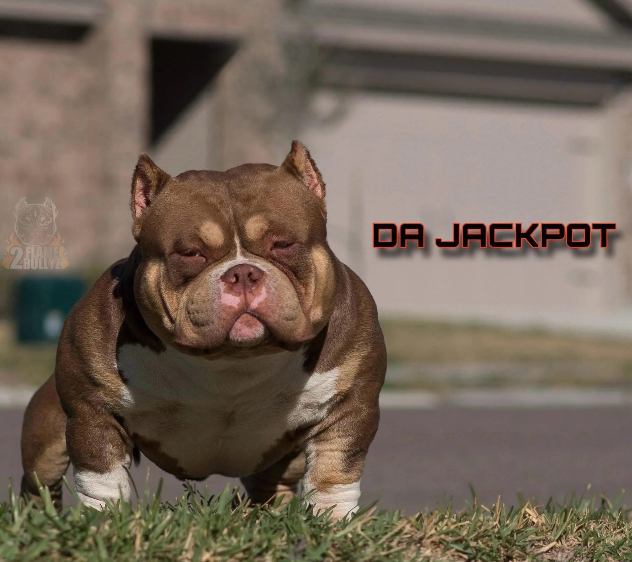 Jackpot 18 months.jpg