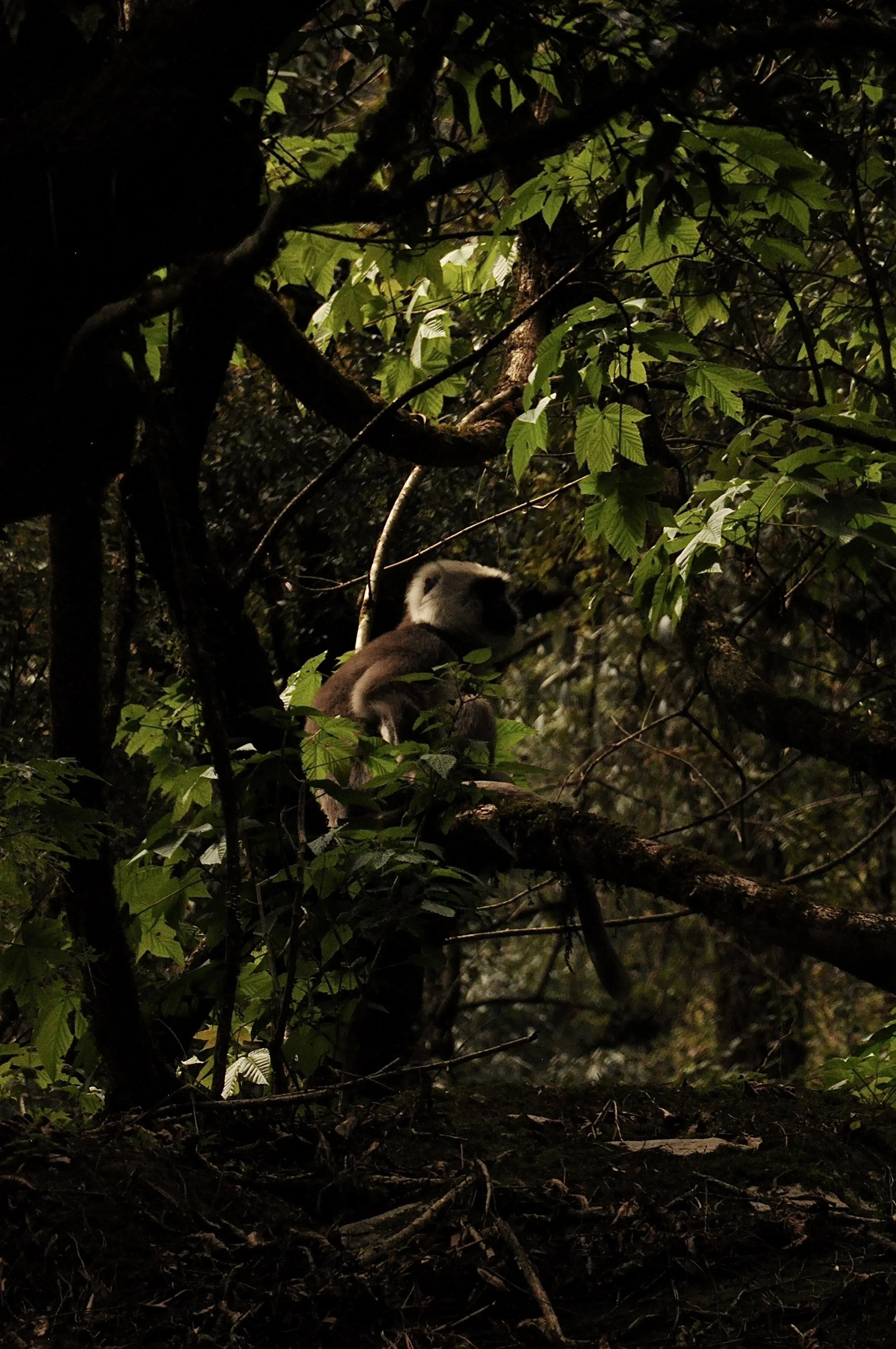 DSC_0334.jpeg
