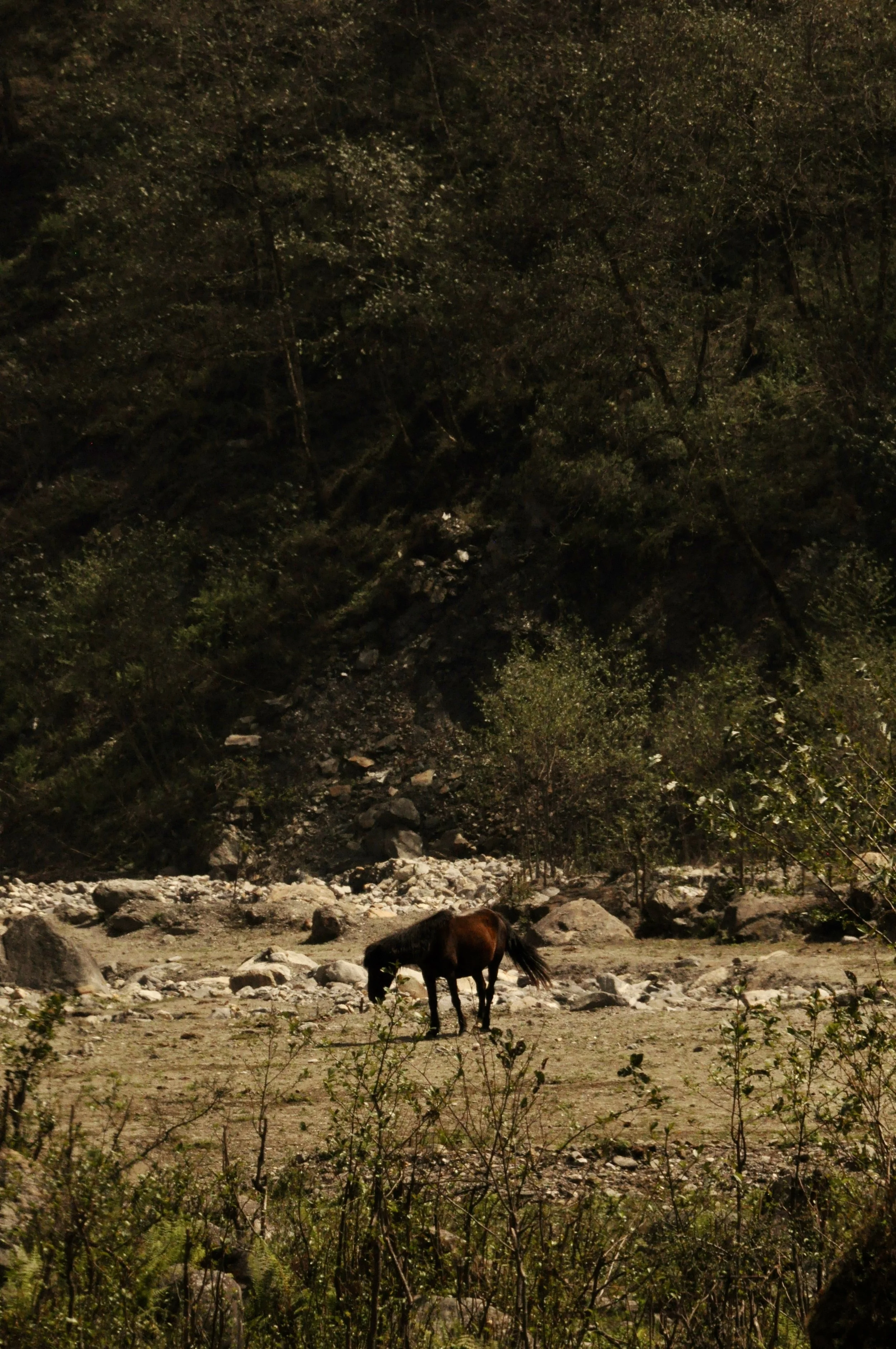 DSC_0249.jpeg