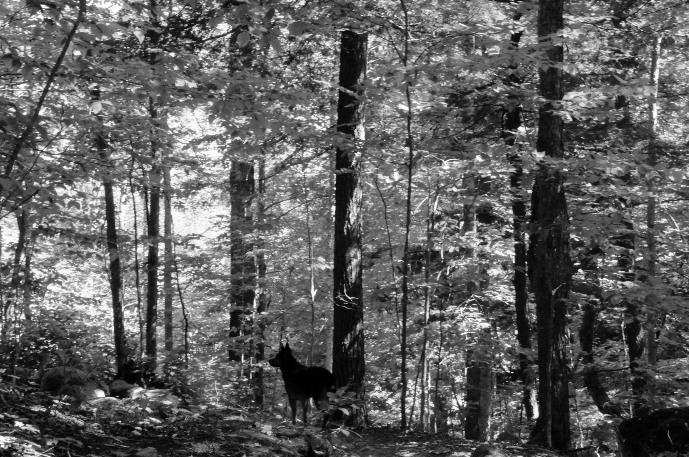 DSC_0024.jpeg