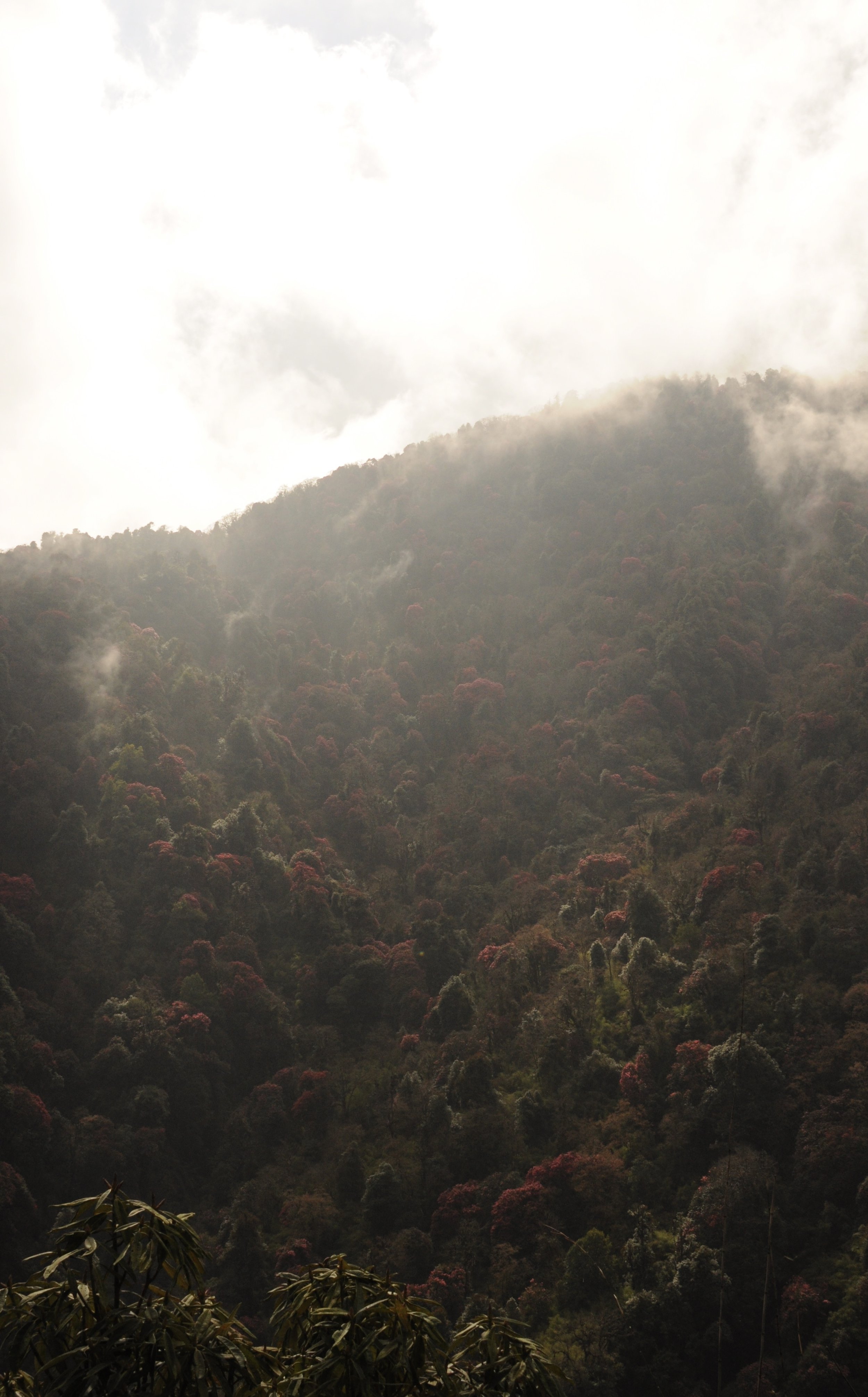 DSC_0657.jpeg