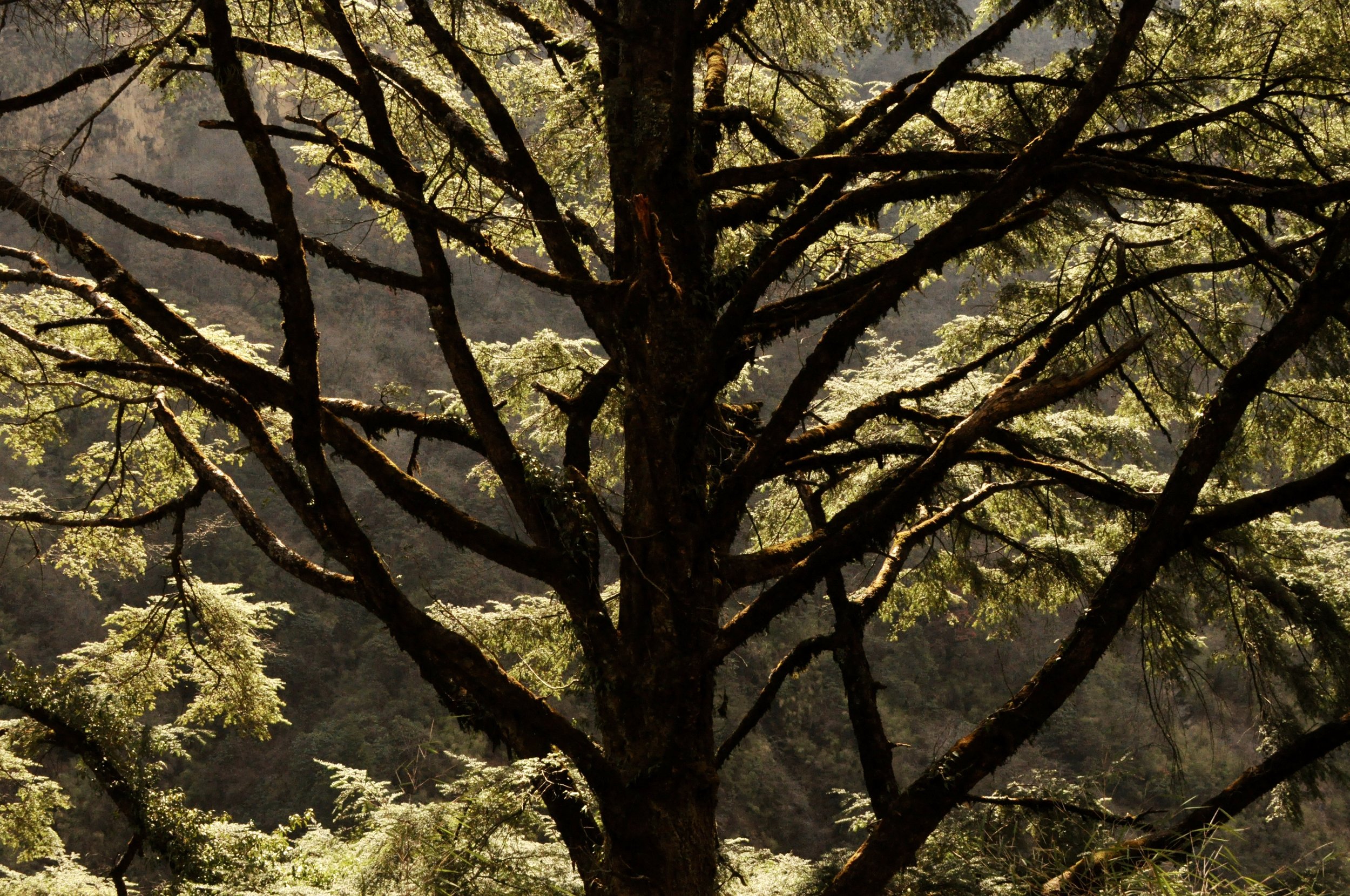 DSC_0442.jpeg