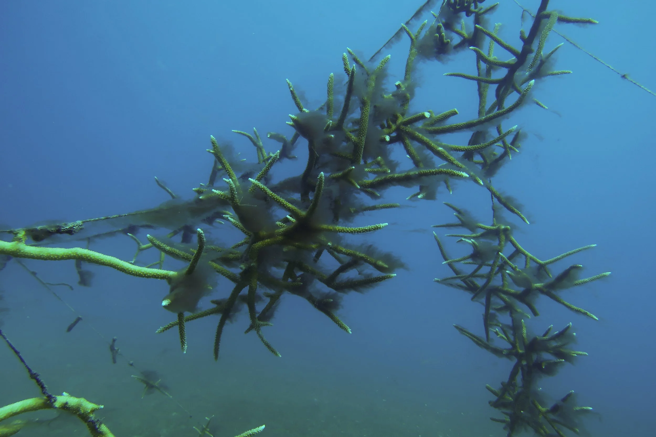 Emerging filamentous red algae blooms: A rising threat to coral reef restoration