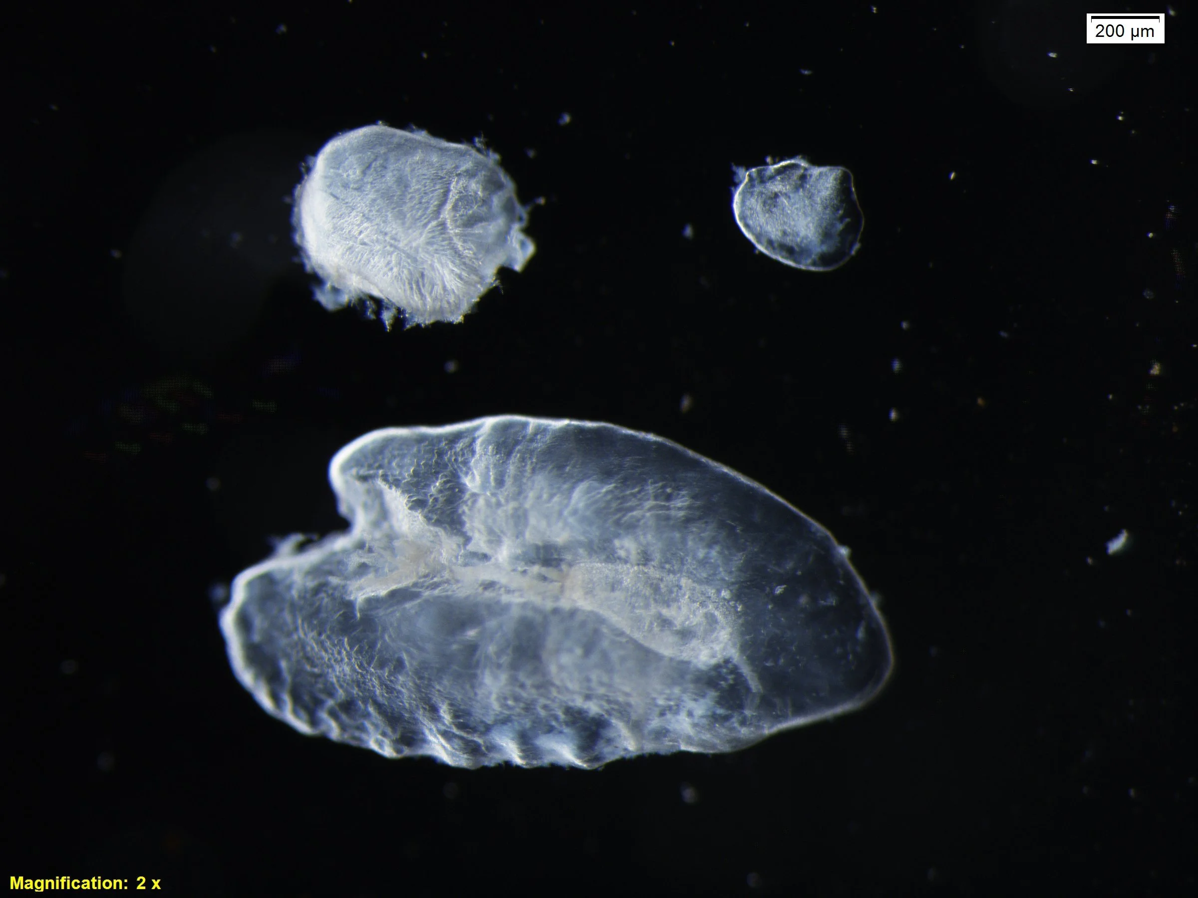 3 otoliths 4.jpg