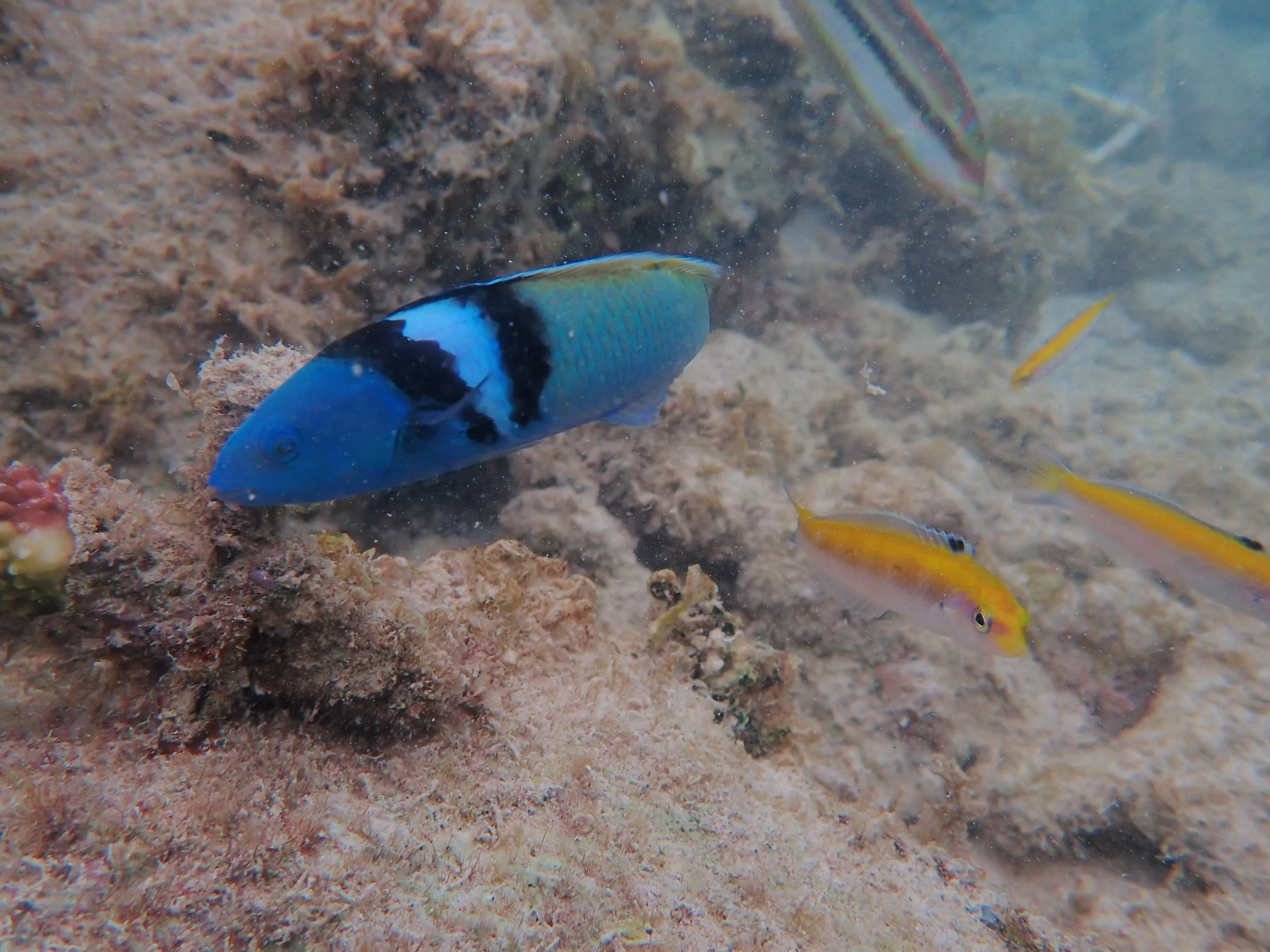 Early-life history traits of Thalassoma bifasciatum in Culebra, Puerto Rico