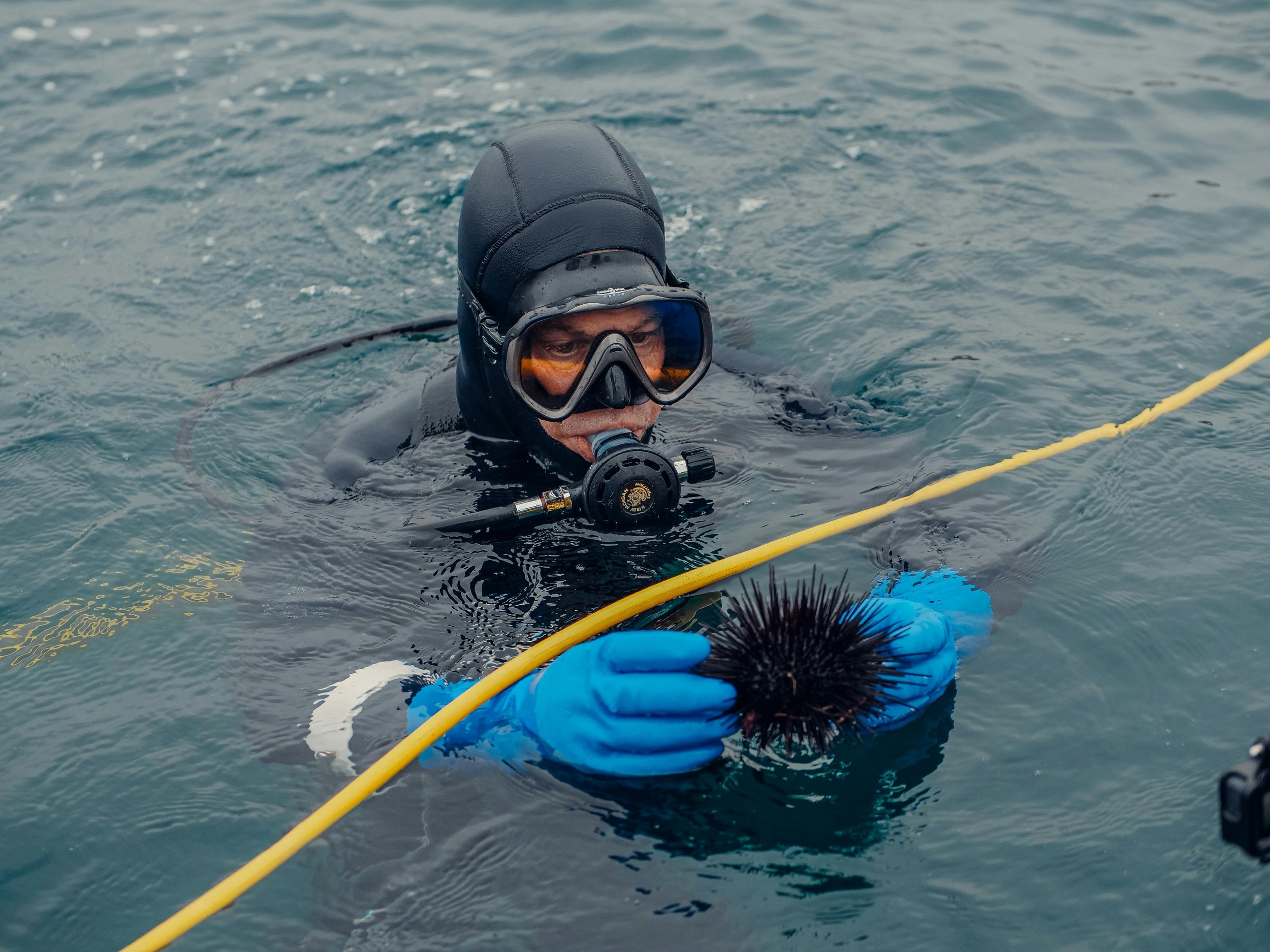 Sea Urchins Research