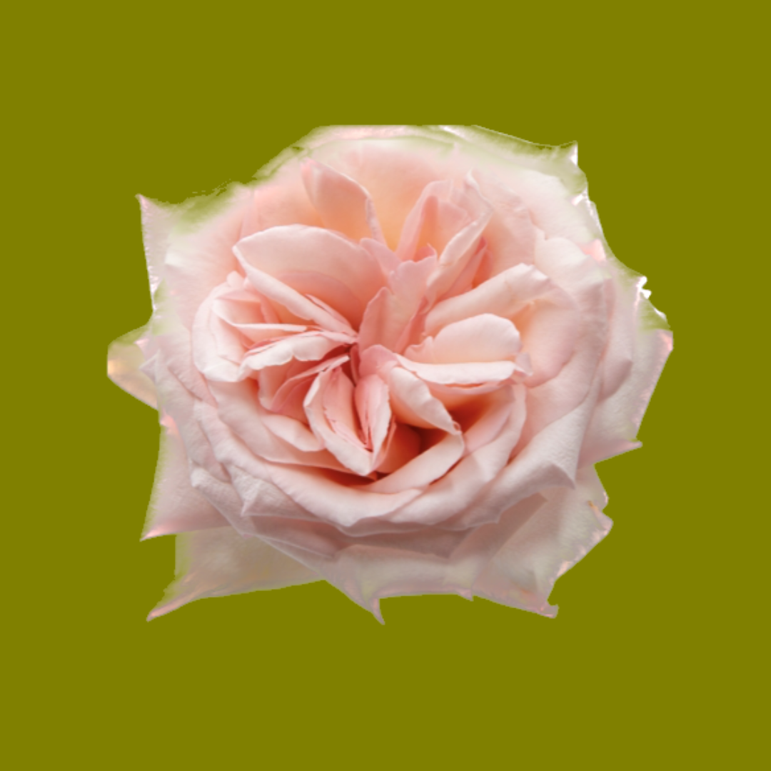 PINK O’HARA