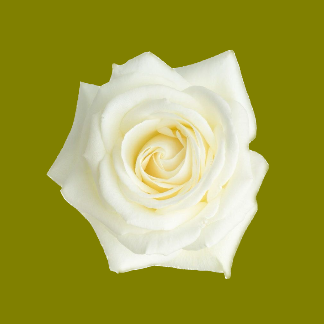 PROUD WHITE