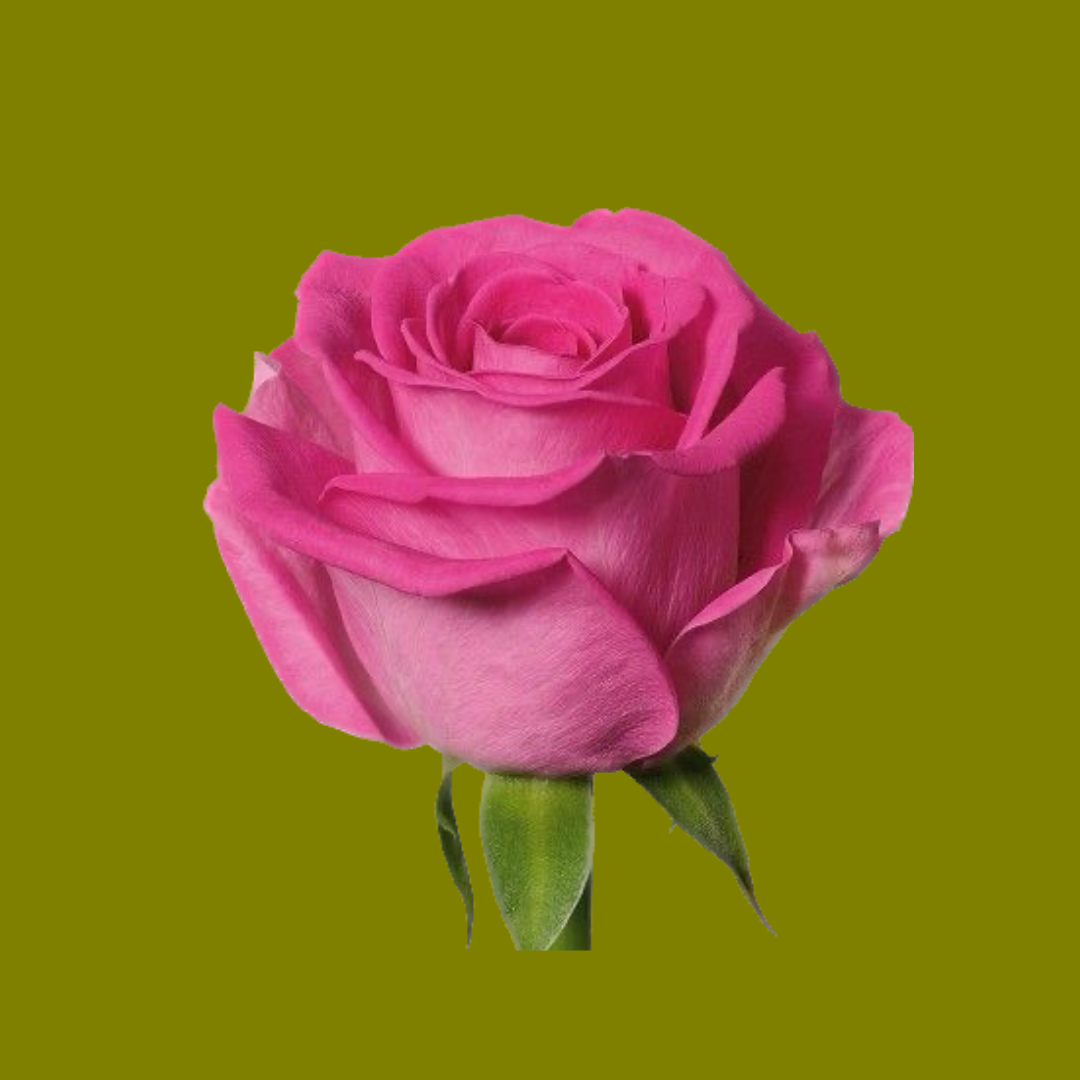 FUSCHIA