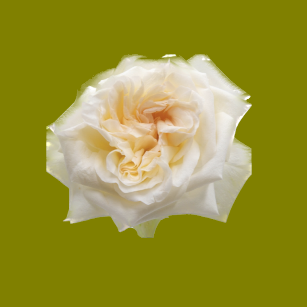 WHITE O’HARA