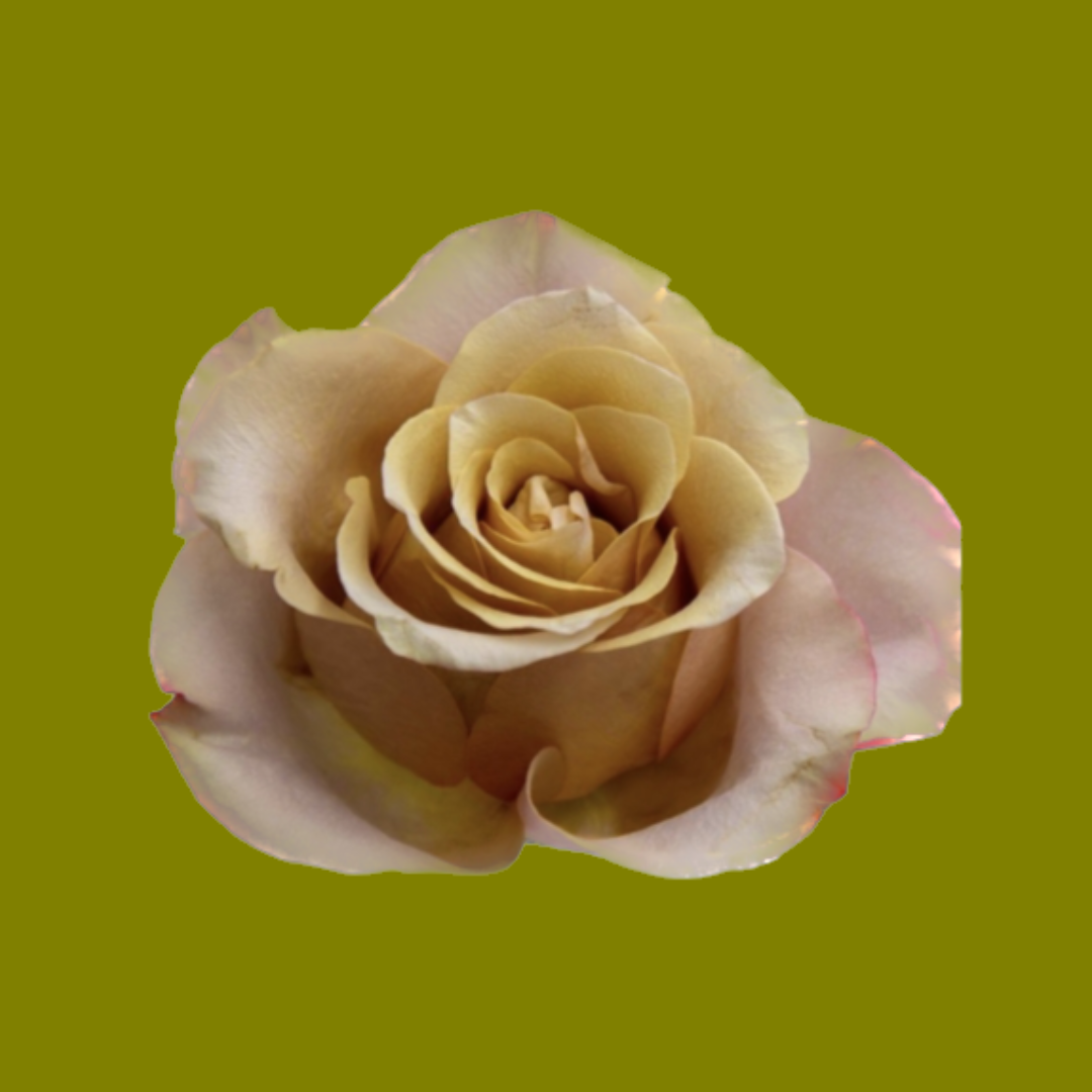 HONEY COLORAMA
