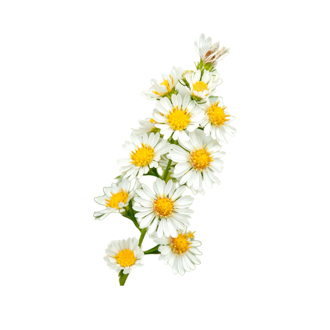 ASTER