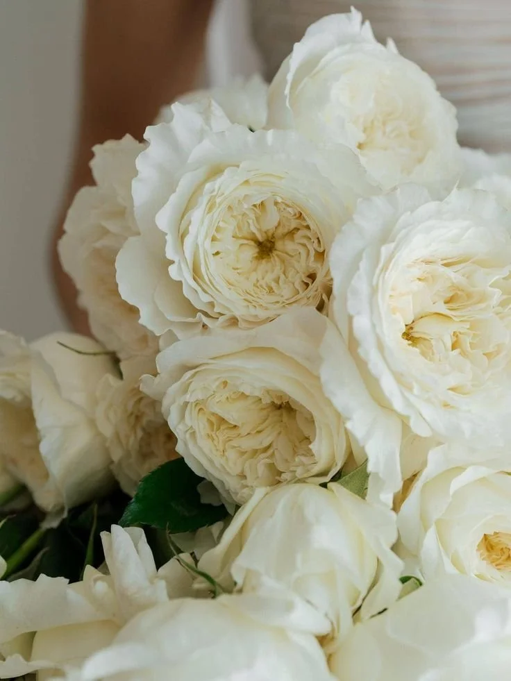 David Austin Roses
