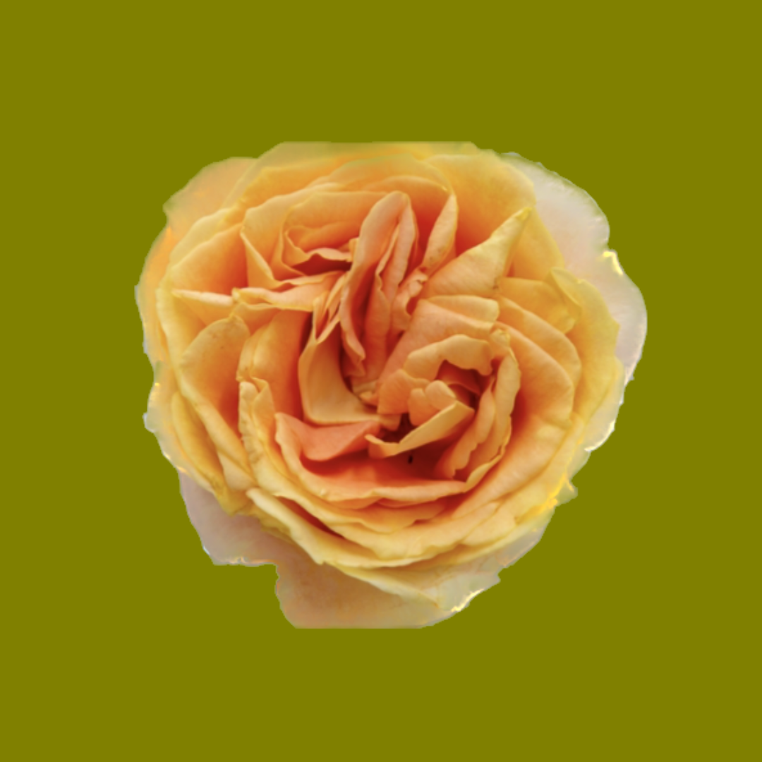 APRICOT SWIRL