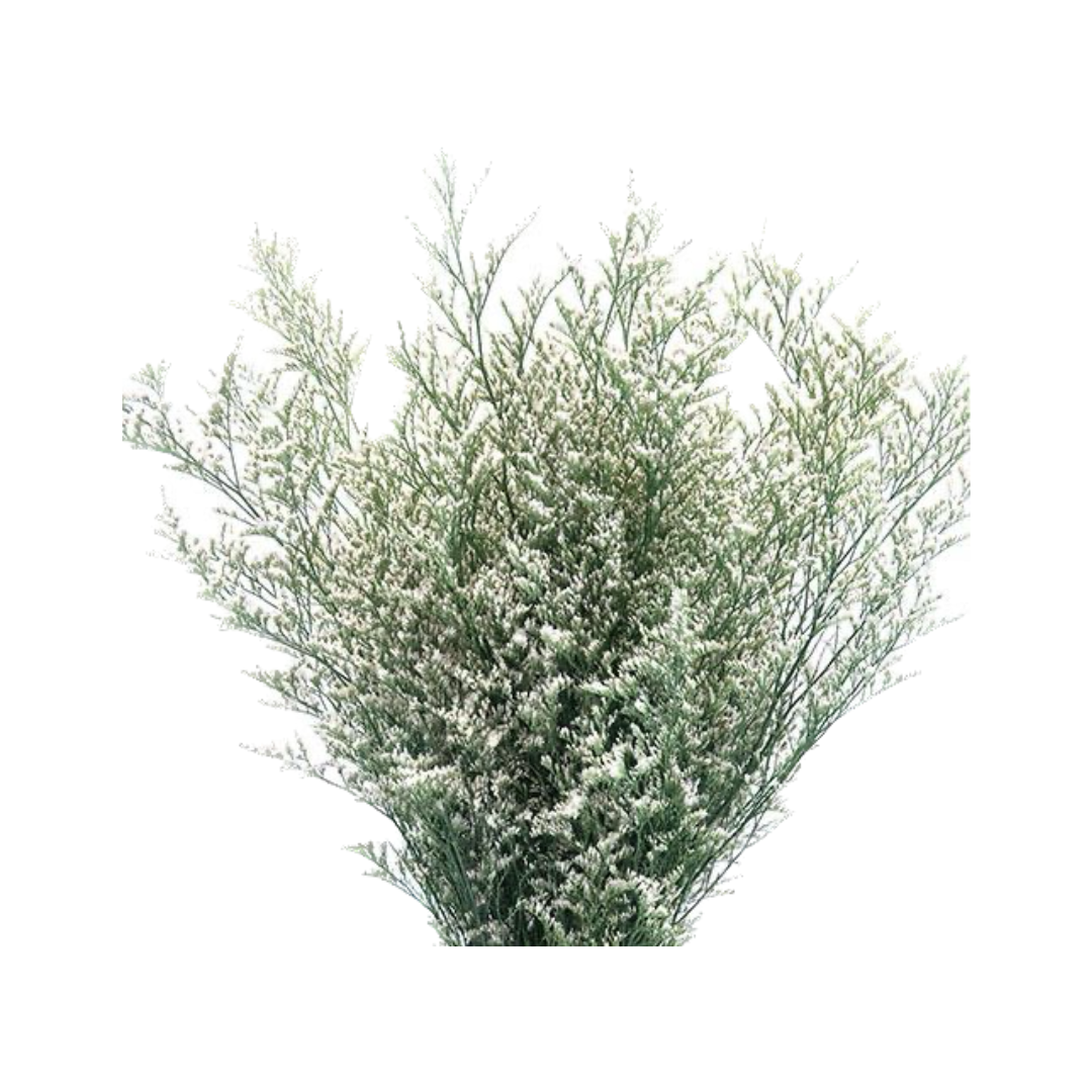 WHITE LIMONIUM