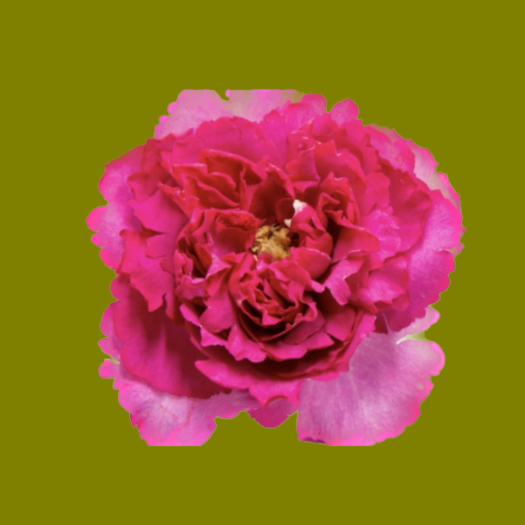 YVES PIAGET PINK