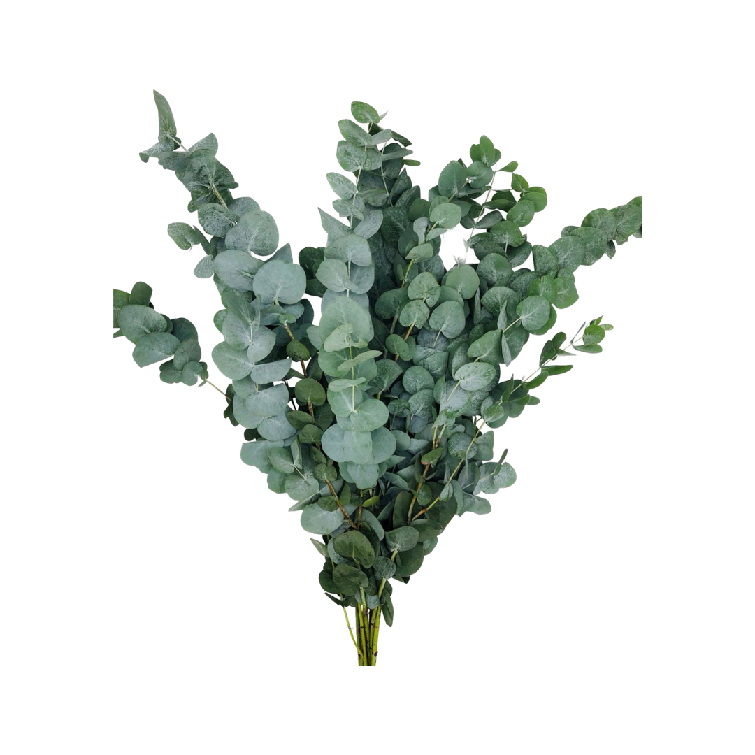 EUCALYPTUS 