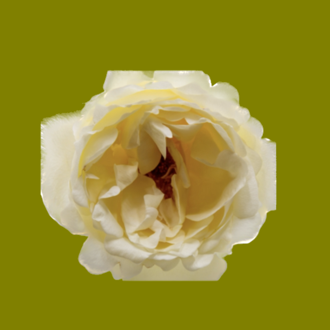 CREAM YVES PIAGET