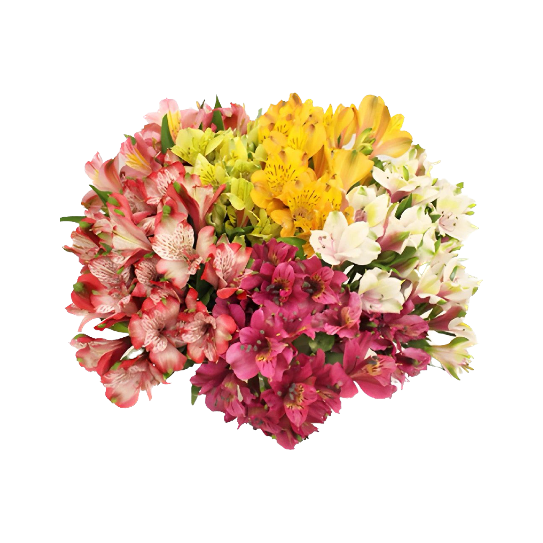 ALSTROMERIA