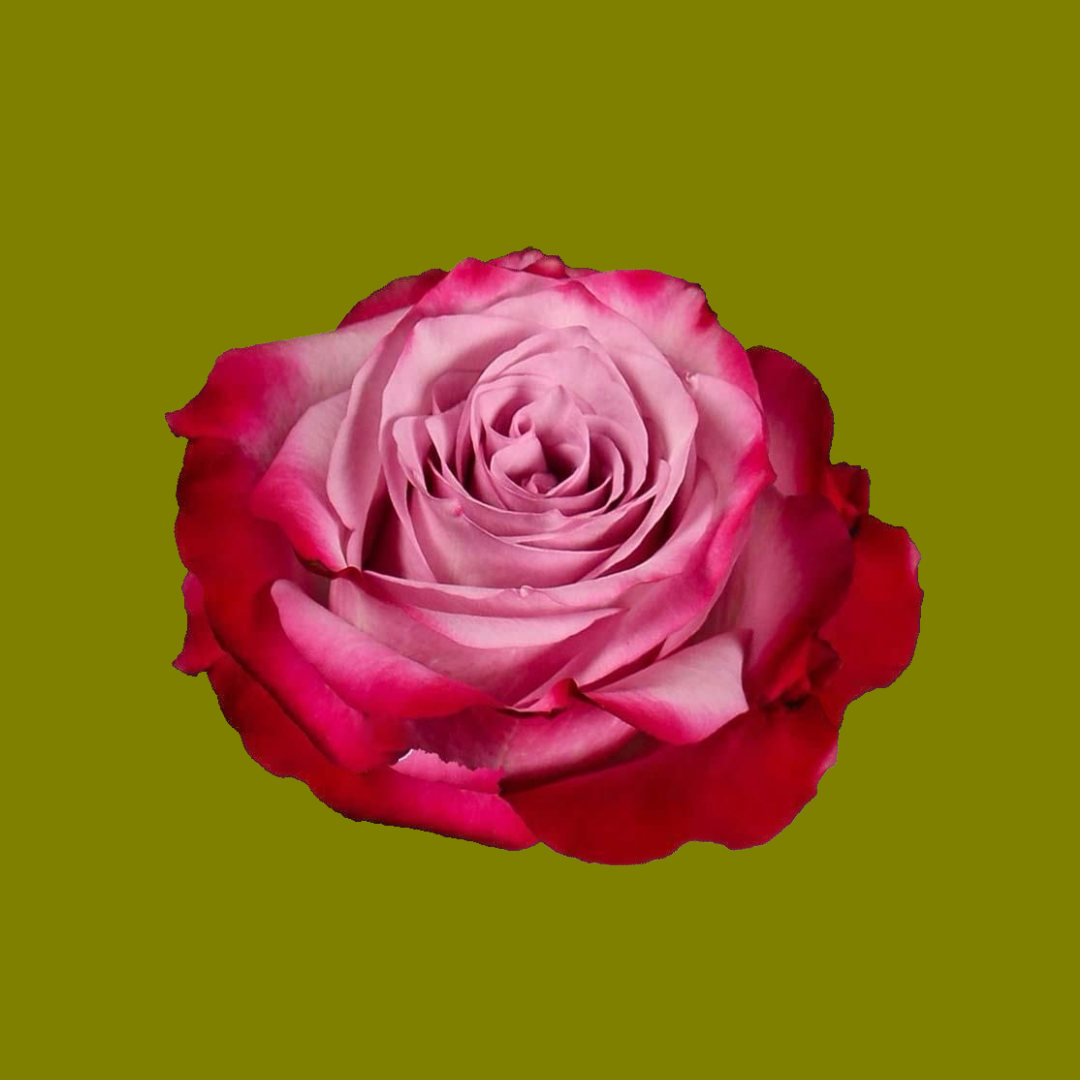 EVER RED