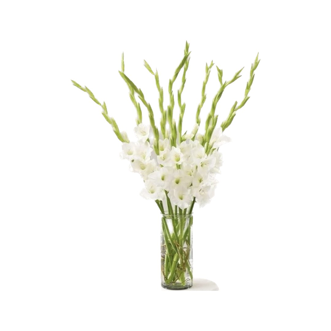 WHITE DELPHINIUM