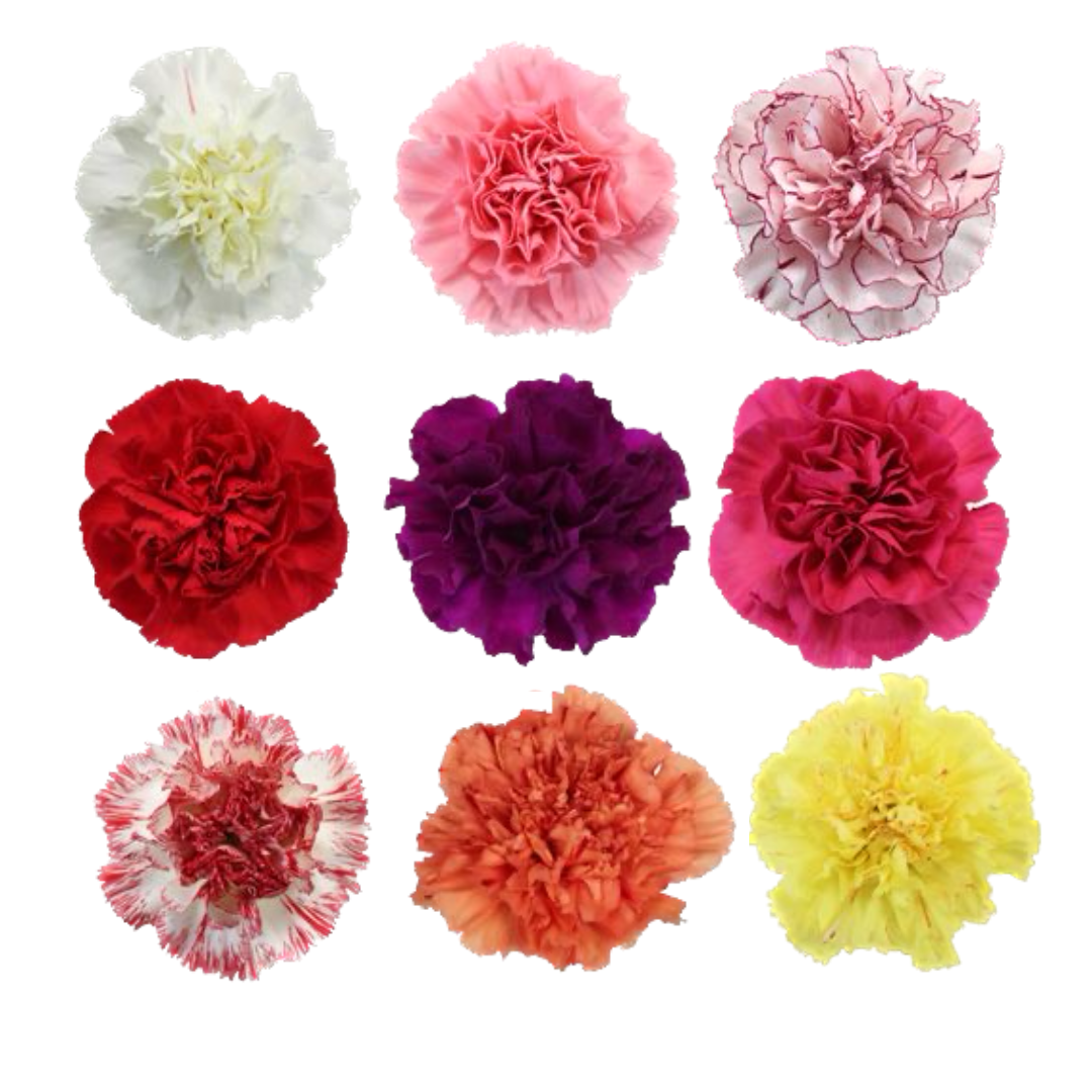 CARNATION