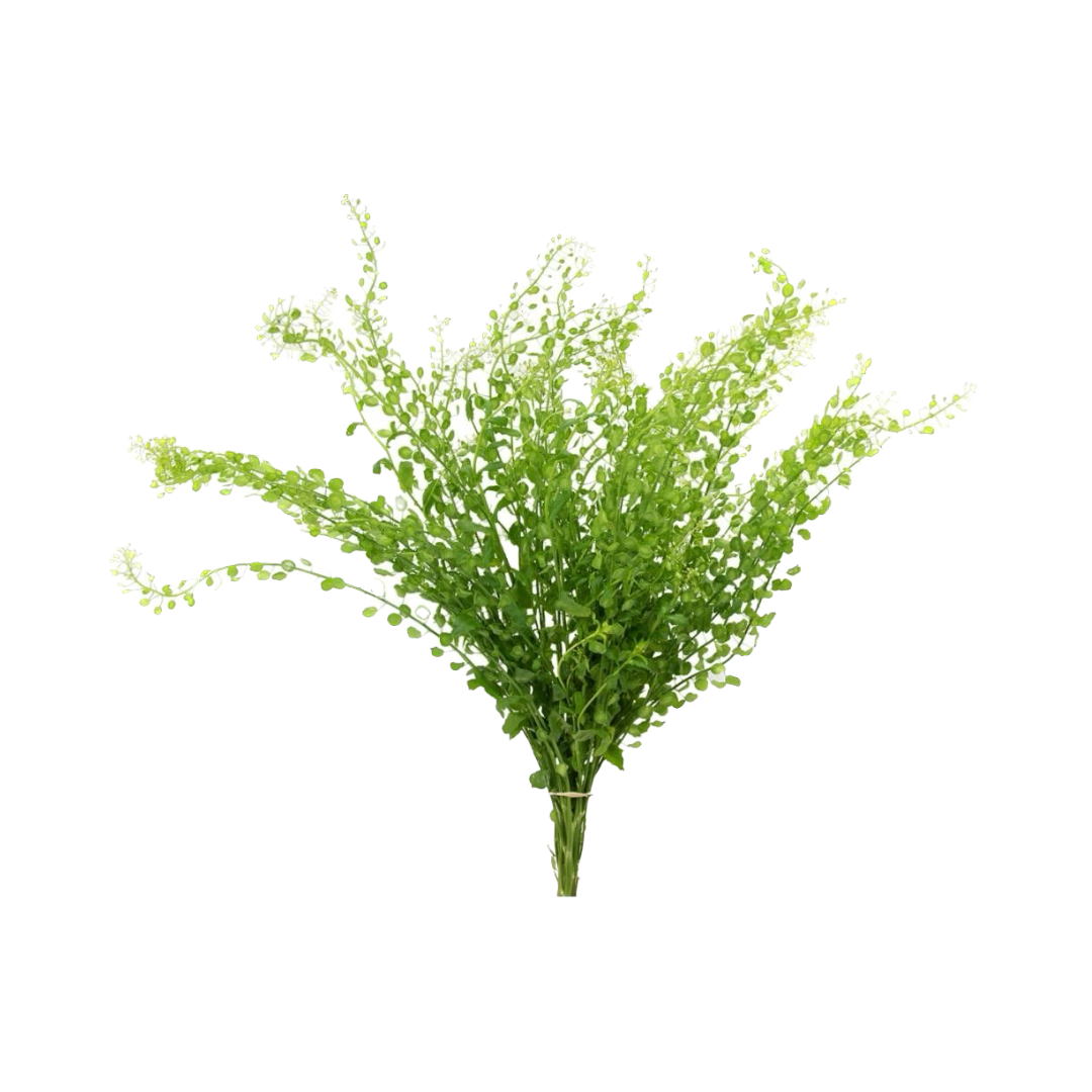 LEPIDIUM